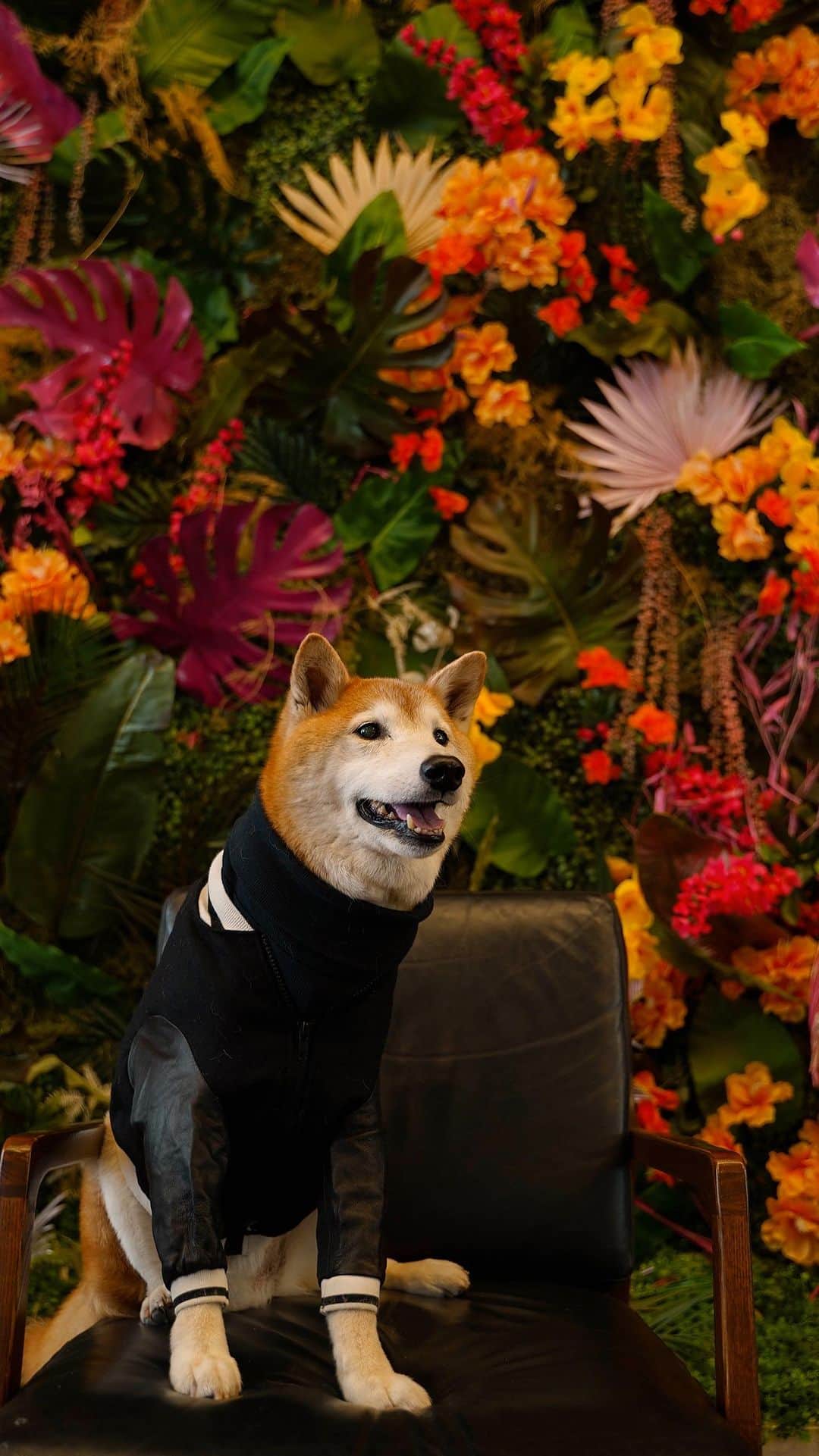 のインスタグラム：「Took Bodhi out on a date to @industrycity and this is how it went 🥰😘  #dogdate #industrycity #notsponsored」