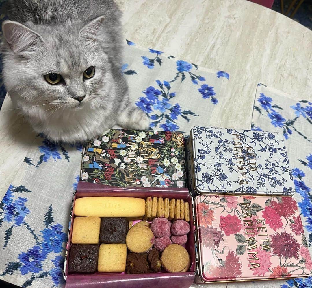 大森靖子さんのインスタグラム写真 - (大森靖子Instagram)「キミは本当にうつくし猫だが、ずっと欲しかった缶入りクッキーはあげない」5月13日 1時54分 - omorimori