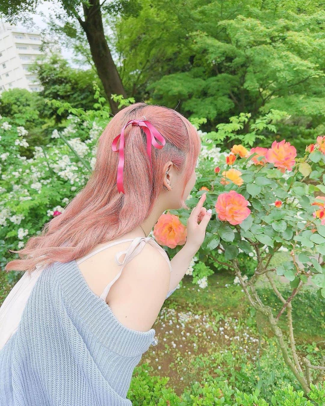 谷口夢奈さんのインスタグラム写真 - (谷口夢奈Instagram)「🌹 ⁡ ⁡ 薔薇園行ったよ〜！ 今年は花畑フライングしがち😉 満開よりはちょっと早かったかも？ ⁡ ⁡ ⁡ #旧古河庭園 #旧古河庭園バラ園 #バラ園 #rose #stylinghair #pinkhair #ribbon #migeut #miumiu #instagood #ヘアアレンジ #ピンクヘア #リボンアレンジ #ハーフツイン #ミュウミュウ #셀스타그램  #얼스타그램 #데일리룩 #오오티디」5月13日 18時00分 - yuna_tani