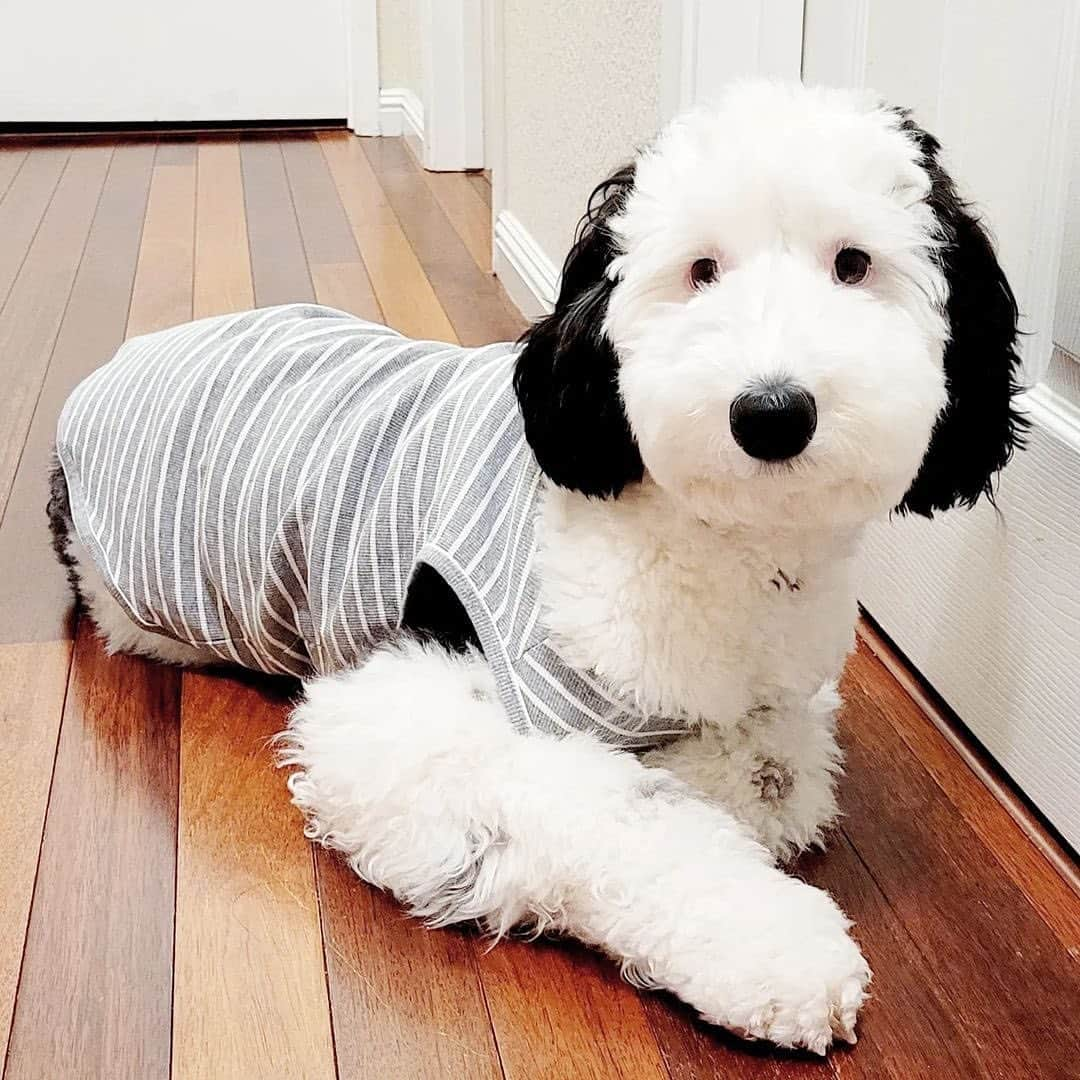 Instagramさんのインスタグラム写真 - (InstagramInstagram)「Meet Snoopy’s IRL doppelganger. 🐾    @bayley.sheepadoodle (Bayley) is a playful mini sheepadoodle — and a carbon copy of the iconic cartoon dog.    #WeeklyFluff    Photos by @bayley.sheepadoodle」5月13日 2時58分 - instagram