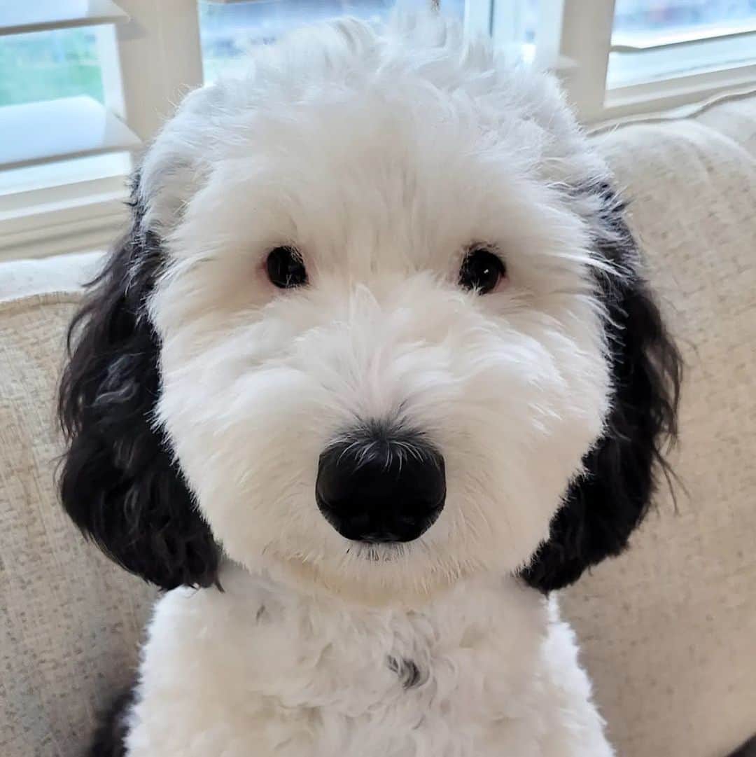 Instagramさんのインスタグラム写真 - (InstagramInstagram)「Meet Snoopy’s IRL doppelganger. 🐾    @bayley.sheepadoodle (Bayley) is a playful mini sheepadoodle — and a carbon copy of the iconic cartoon dog.    #WeeklyFluff    Photos by @bayley.sheepadoodle」5月13日 2時58分 - instagram