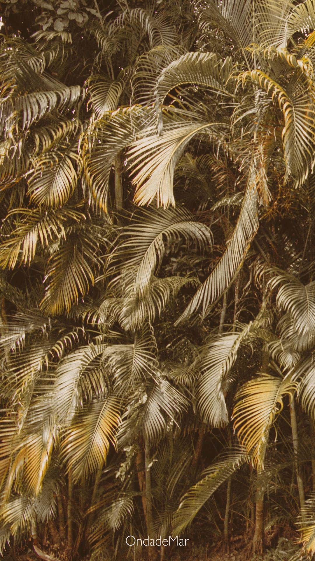 オンダデマーのインスタグラム：「MAGICAL DESERT🐒   We have a new website for purchases in the USA and its surroundings🥳👇🏼   OndadeMar.com   #medialuna #ondademar #lovefortheplanet」