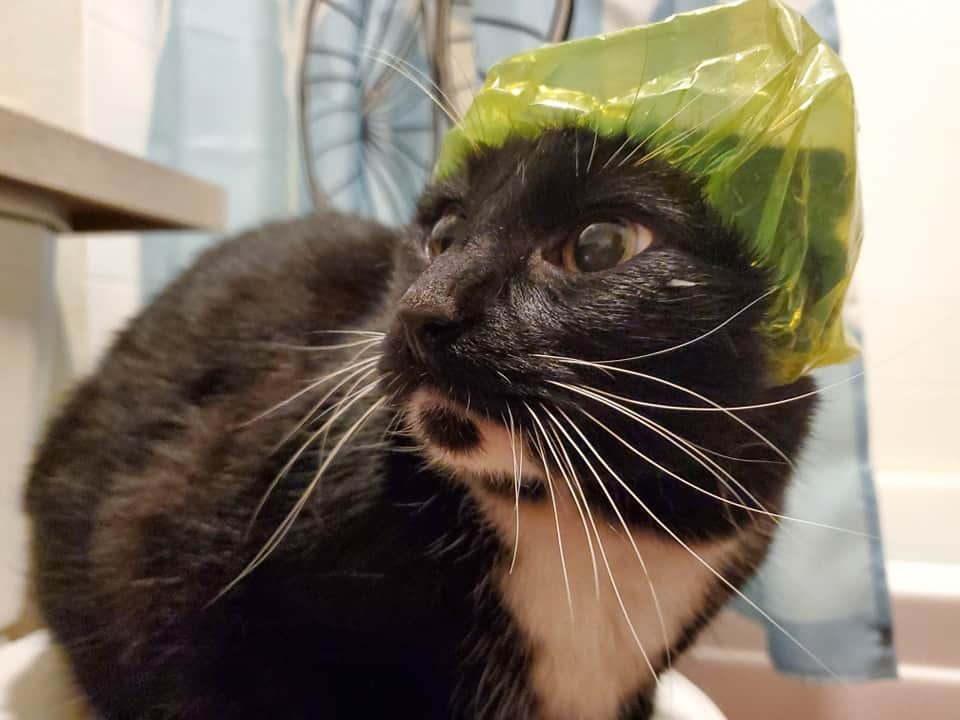 猫コスプレさんのインスタグラム写真 - (猫コスプレInstagram)「It's shedding assistance day!  Time for yearly brush fest and shower!  He only gets 1-2 showers a year to help him get rid of his excessive shedding. (And help with dander) But he's always a good boy and never struggles, just a little complaining. Ever since we started using a shower cap he's a lot less bothered since water can't hit his ears.  #shedding #cat #showercat #showercap #cats #moist #moistcatto #aww」5月13日 3時01分 - cat_cosplay