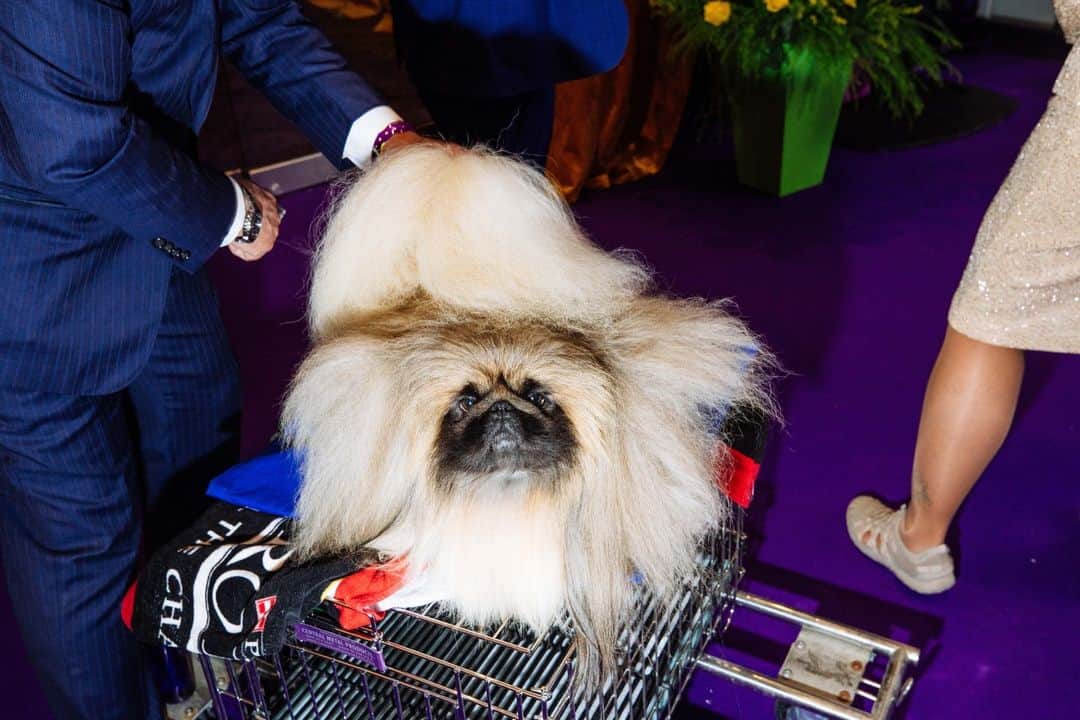 Vogueさんのインスタグラム写真 - (VogueInstagram)「The 147th annual Westminster Kennel Club Dog Show was not without its drama this year. Like any good match-up at the USTA Billie Jean King National Tennis Center (the same venue for the upcoming U.S. Open in August), the annual show descended onto Queens, New York with plenty of surprises, upsets, and entertainment in tow.  Although the 2022 runner-up, a French bulldog named Winston, was the odds-on favorite to capture best in show, it was Buddy Holly, a six-year-old Petit Basset griffon Vendéen (or PBGV), who came away the victor, a first for the French breed. Meanwhile, plenty of poodles were primped, conformations were considered, and lots of hair was shed.  Tap the link in our bio to go inside this year's Westminster Kennel Club Dog Show. Photographed by @strange.victory」5月13日 3時05分 - voguemagazine