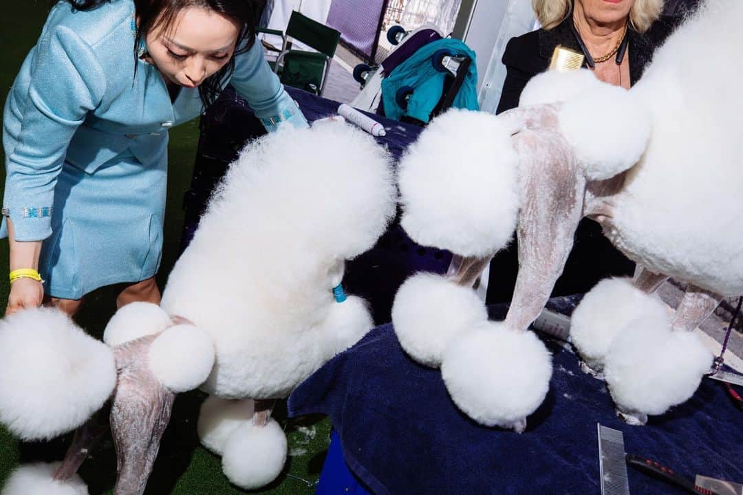 Vogueさんのインスタグラム写真 - (VogueInstagram)「The 147th annual Westminster Kennel Club Dog Show was not without its drama this year. Like any good match-up at the USTA Billie Jean King National Tennis Center (the same venue for the upcoming U.S. Open in August), the annual show descended onto Queens, New York with plenty of surprises, upsets, and entertainment in tow.  Although the 2022 runner-up, a French bulldog named Winston, was the odds-on favorite to capture best in show, it was Buddy Holly, a six-year-old Petit Basset griffon Vendéen (or PBGV), who came away the victor, a first for the French breed. Meanwhile, plenty of poodles were primped, conformations were considered, and lots of hair was shed.  Tap the link in our bio to go inside this year's Westminster Kennel Club Dog Show. Photographed by @strange.victory」5月13日 3時05分 - voguemagazine