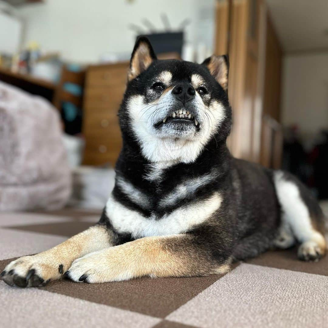 BlackRed shibasさんのインスタグラム写真 - (BlackRed shibasInstagram)「Yamato🥰 He has his usual face.😬😊 . 下から撮ると… いつも通り💖  いや 下から撮らなくても😬出てますね。🤣  . . . #2023yamato #柴犬 #shiba #shibainu #dog #rescuedog #rupinasu卒業犬 #rupinasu  #黒柴犬 #cute #元保護犬 #rescuedogs #japan #japandog #元保護犬今は過保護 #lovely #cute #cutestdog #awesomeanimals #mrdog #dogofthaday」5月13日 12時54分 - black_red_jp