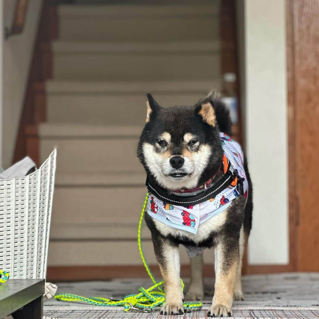 BlackRed shibasさんのインスタグラム写真 - (BlackRed shibasInstagram)「Yamato🥰 He has his usual face.😬😊 . 下から撮ると… いつも通り💖  いや 下から撮らなくても😬出てますね。🤣  . . . #2023yamato #柴犬 #shiba #shibainu #dog #rescuedog #rupinasu卒業犬 #rupinasu  #黒柴犬 #cute #元保護犬 #rescuedogs #japan #japandog #元保護犬今は過保護 #lovely #cute #cutestdog #awesomeanimals #mrdog #dogofthaday」5月13日 12時54分 - black_red_jp