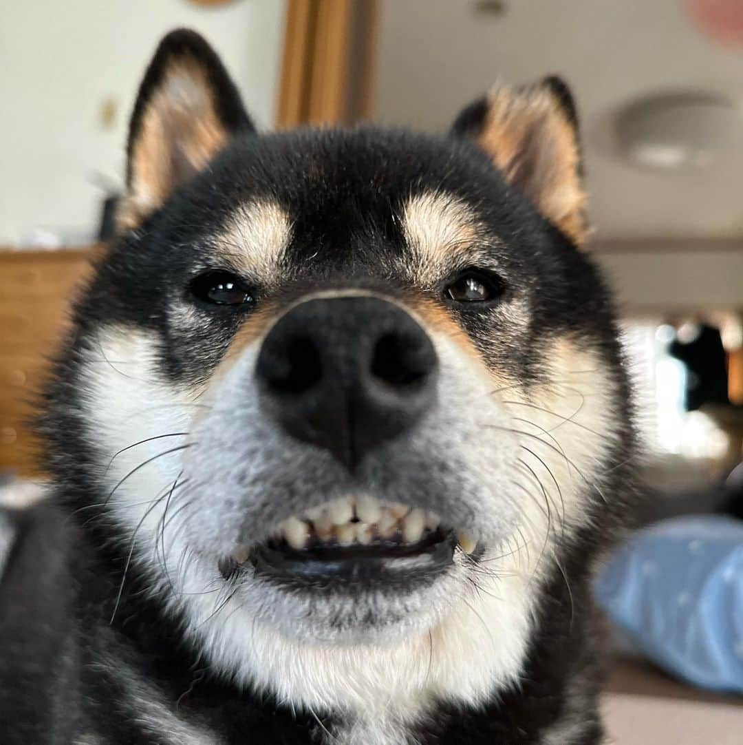 BlackRed shibasさんのインスタグラム写真 - (BlackRed shibasInstagram)「Yamato🥰 He has his usual face.😬😊 . 下から撮ると… いつも通り💖  いや 下から撮らなくても😬出てますね。🤣  . . . #2023yamato #柴犬 #shiba #shibainu #dog #rescuedog #rupinasu卒業犬 #rupinasu  #黒柴犬 #cute #元保護犬 #rescuedogs #japan #japandog #元保護犬今は過保護 #lovely #cute #cutestdog #awesomeanimals #mrdog #dogofthaday」5月13日 12時54分 - black_red_jp