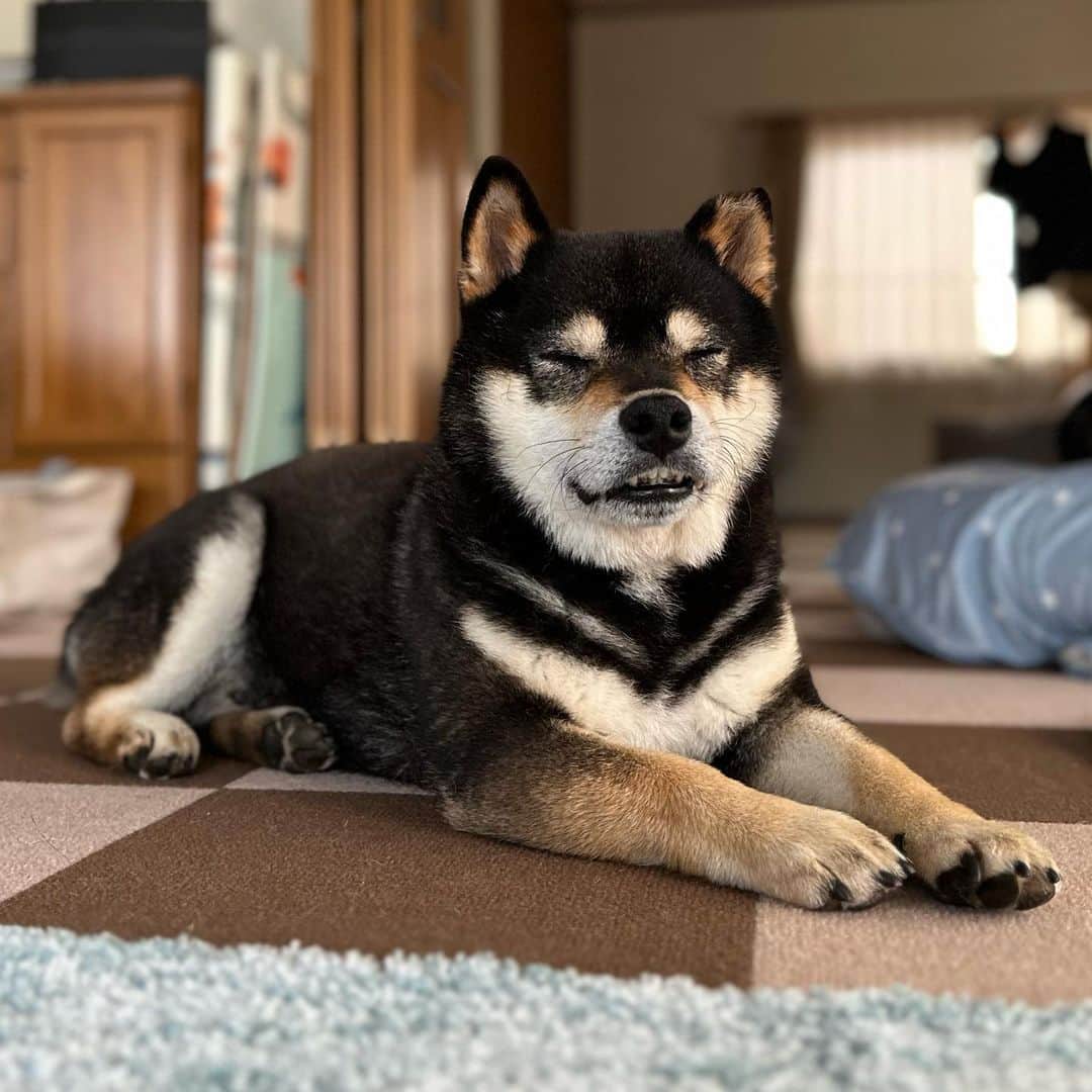 BlackRed shibasさんのインスタグラム写真 - (BlackRed shibasInstagram)「Yamato🥰 He has his usual face.😬😊 . 下から撮ると… いつも通り💖  いや 下から撮らなくても😬出てますね。🤣  . . . #2023yamato #柴犬 #shiba #shibainu #dog #rescuedog #rupinasu卒業犬 #rupinasu  #黒柴犬 #cute #元保護犬 #rescuedogs #japan #japandog #元保護犬今は過保護 #lovely #cute #cutestdog #awesomeanimals #mrdog #dogofthaday」5月13日 12時54分 - black_red_jp