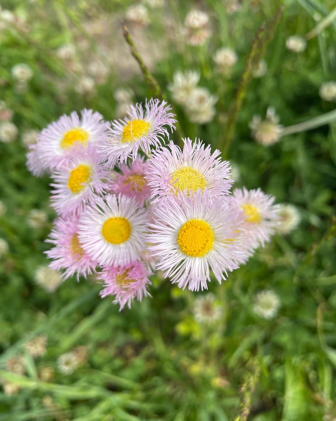 大林素子さんのインスタグラム写真 - (大林素子Instagram)「慎ましやかに 恥じらう様なピンクの花 好き」5月13日 13時13分 - m.oobayashi
