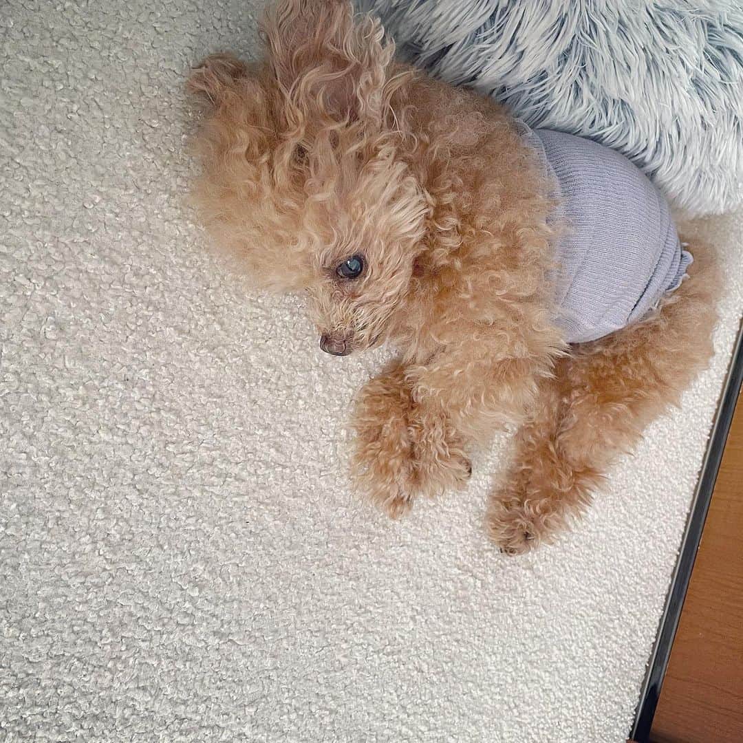 ふわのインスタグラム：「外は雨。 まったりちう。  #toypoodle#toypoodlegram#dogsofinstagram#instadog#doglover#doglife#cutedog#fuwamama#dog#ふわもこのふわ#ふわ#トイプードル#ふわもこ部#犬バカ部#親バカ部#犬のいる暮らし#いぬすたぐらむ#腹巻き」