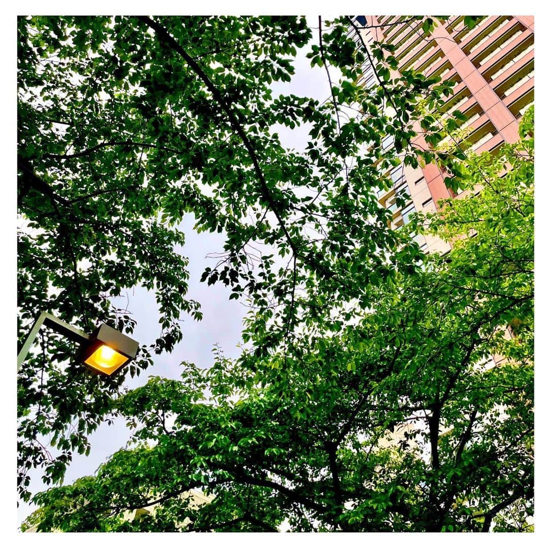 龍真咲さんのインスタグラム写真 - (龍真咲Instagram)「雨降りそうですね☔️  梅雨入りも近いのかしら。。 皆さん、レインブーツ？持ってますか？？  しかし 都会のグリーンは貴重ですね、しみじみ…  引き続き、手洗いうがいはしましょね😊  #環境保全  #良いものを長く」5月13日 13時31分 - masaki_ryu