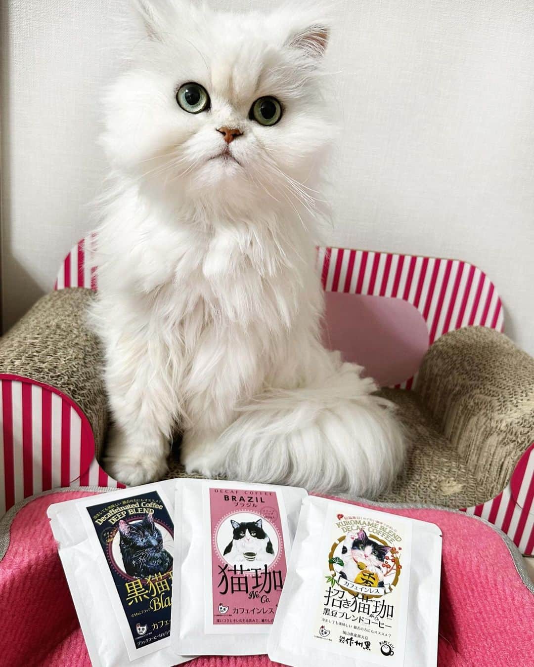 manami☺︎satoのインスタグラム：「⑅⃛  \\ かわいい！🐈🐈‍⬛☕️ //  佐賀県にある雑貨店コトイロさんの猫パケコーヒー🤎  《𓏲𓎨全部で7つの味𓂃 𓈒𓏸》  ピンクのはちわれ▸▸▸ブラジル イエローのみけ▸▸▸コロンビア グリーンのとら▸▸▸モカ ブラックのくろ▸▸▸ディープブレンド ベージュの3匹▸▸▸やわらかなブレンド 赤のとら▸▸▸赤米ブレンド 白のはちわれ▸▸▸黒豆ブレンド  ドリップ式なので香りもコクも👌🏻 ̖́-‬ カフェインレスなので時間を気にせず飲めます◎  可愛くて美味しいので、猫好きな方や猫友さんへの プチギフトにもおすすめ🐾  他にも可愛い猫グッズがたくさんなので、オンライン ショップをチェックしてみてにゃ^ↀᴥↀ^🪄  猫加（ねこ）シリーズの商品の売り上げの一部は、 公益財団法人どうぶつ基金に寄付され、TNR活動の 一助となるそうです😊🙏  PR ▸▸▸ @_cotoiro.saga  #猫雑貨コトイロ #猫雑貨 #ドリップコーヒーパック #ワンドリップコーヒー #コトイロ」