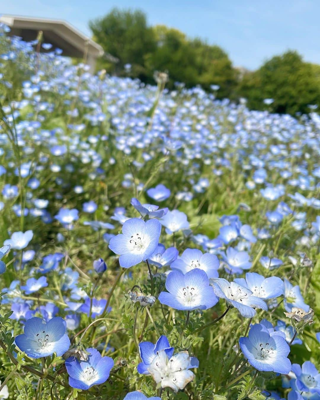 小澤しぇいんさんのインスタグラム写真 - (小澤しぇいんInstagram)「ネモフィラ畑💠とても可愛いお花♡  この日は暑くてラムネかき氷すぐ溶けそうになりました🍧💙  そして、この日はブクちゃんのお誕生日でした🐕🎉」5月13日 13時51分 - 1217_shane