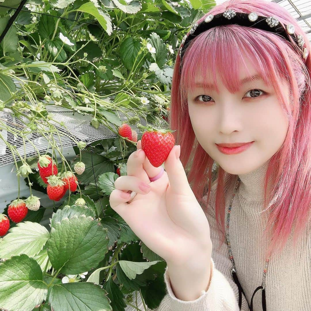 佐咲紗花のインスタグラム：「忘れてた。 だいぶ前に行ったいちご狩り2023🍓」