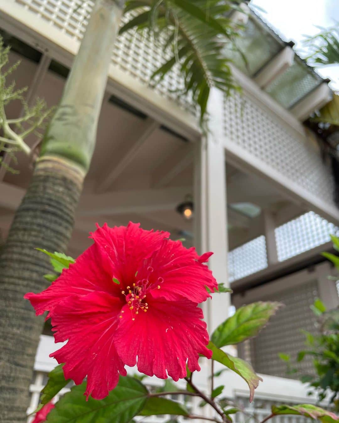 加織のインスタグラム：「2023.GW✈️🌺 久しぶりに家族で旅行に行けました！ 宮古島をチョイス！ うちの未子ちゃんbeachデビュー🐢🏝 少しお天気悪かったけど、さいっこーーーーに楽しかった😆✨ 何だろう、旅に出るとお揃いのTシャツとか着たくなっちゃう浮かれた気持ち。笑笑 去年まではこんな時期に家族旅行なんて考えもしなかった。 これから子供達と沢山想い出作っていくぞーーーー🏝✨✨ 次の旅行までがんばれー！かーさーーん！！！」