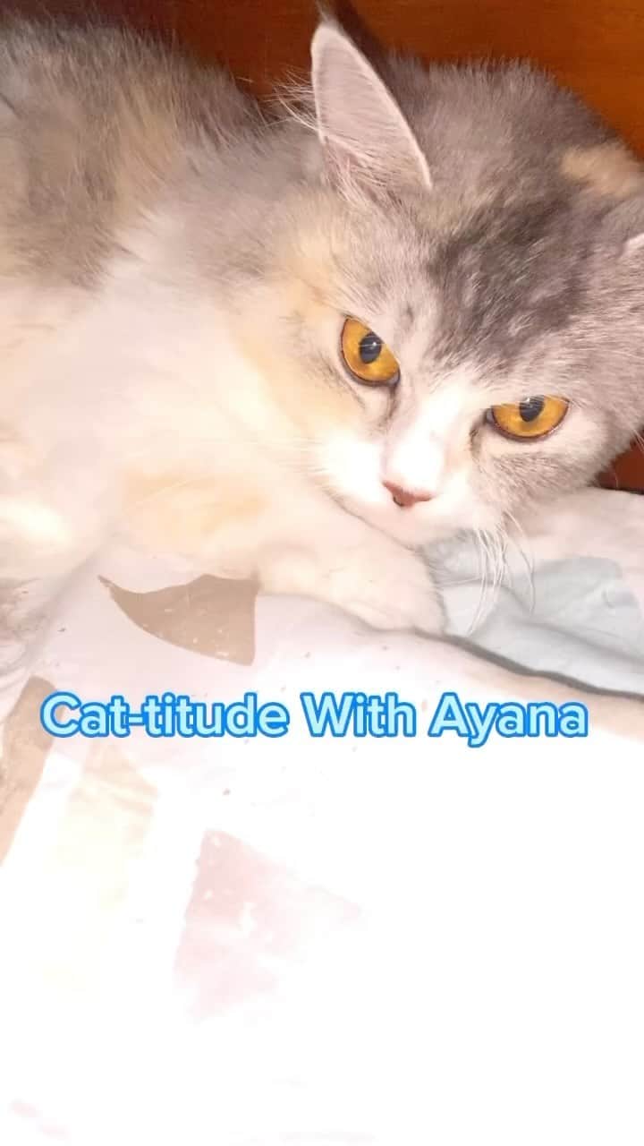 のインスタグラム：「gemessss banget sama kucing-kucingkuuu😽  Kenalin juga dong kucingmu namanya siapa aja dan ada berapa banyak....  私の可愛い猫ちゃん達　 ニャー😽   #Cat-titudeWithAyana #RenzUniverse #RenzTribe」