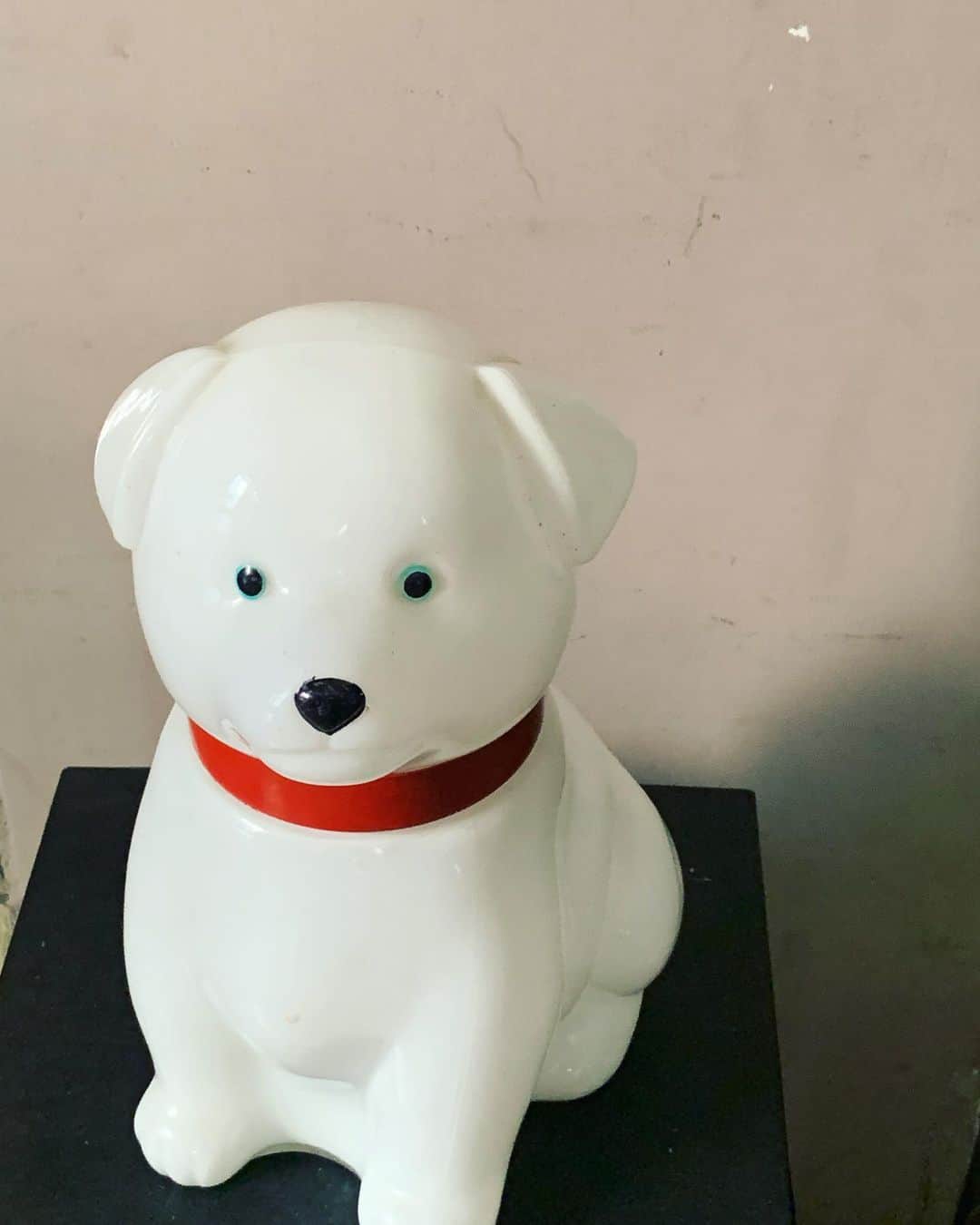 小谷実由のインスタグラム：「白熊じゃないよ、犬だよ。よく見ると黒眼の周りがブルー🩵白赤青黒のカラーバランスがかわいい  この白犬に出会ったのは撮影のスタジオ。スタジオの斜め前のお家にはスーパー元気なシュナウザーが庭に2匹いて(どのくらい元気かというと人が1人通るだけでぴょんぴょんワンワンお祭り騒ぎ、体感ボリュームは10匹分)犬パラダイス地区でした。  猫好きだけど犬も好きです🐱🐶 #omiyuhuntingsome」