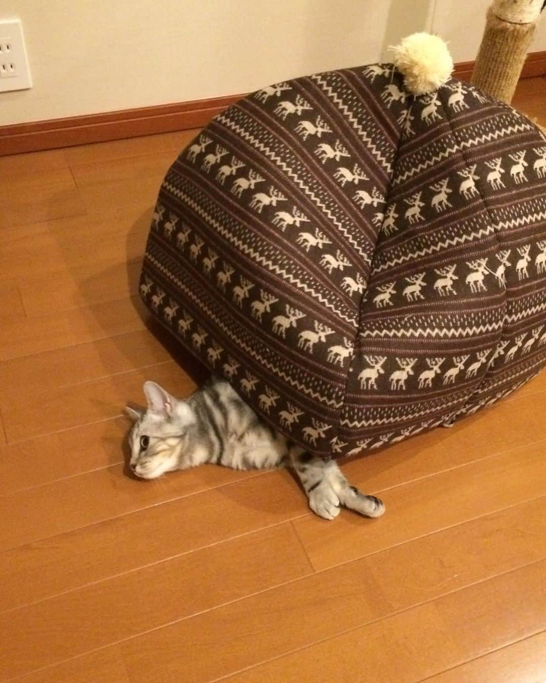 Alain アランさんのインスタグラム写真 - (Alain アランInstagram)「Happy Caturday! Baby Alain at 5 months old.  Correct use of the cat house （1.2）, and incorrect use(3.4.5) 😂.  Be sure not to miss the sound of the kitten's meow at the end of this video! * 土曜日は蔵出しアラン！子猫時代のアランをお見せしています。ベビーアラン、生後5ヶ月の頃。 ネコチャンHOUSEの正しい使い方(1.2)と、間違った使い方(3.4.5)😂。 動画の最後のベビーアランの鳴き声、お聞き逃しなく！ * #2014 #babyalain#PrinceAlain#boyAlain #catstagram #cat_features  #topcatphoto #cutepetclub #catsofinstagram #cats_of_world #excellent_cats #catstocker  #bestmeow #bestcats_oftheworld #INSTACAT_MEOWS #peco #animalsco #mofmo #みんねこ #ふわもこ部 #ねこのきもち #アメショー #猫 #猫好きさんとつながりたい #nekoclub #にゃんグラム #アメショ」5月13日 6時58分 - alain_cat