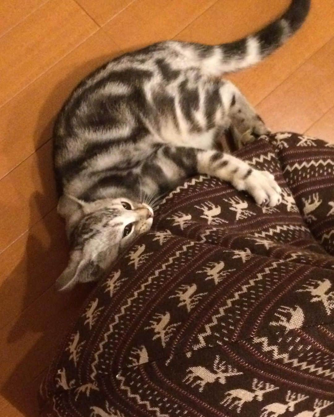 Alain アランさんのインスタグラム写真 - (Alain アランInstagram)「Happy Caturday! Baby Alain at 5 months old.  Correct use of the cat house （1.2）, and incorrect use(3.4.5) 😂.  Be sure not to miss the sound of the kitten's meow at the end of this video! * 土曜日は蔵出しアラン！子猫時代のアランをお見せしています。ベビーアラン、生後5ヶ月の頃。 ネコチャンHOUSEの正しい使い方(1.2)と、間違った使い方(3.4.5)😂。 動画の最後のベビーアランの鳴き声、お聞き逃しなく！ * #2014 #babyalain#PrinceAlain#boyAlain #catstagram #cat_features  #topcatphoto #cutepetclub #catsofinstagram #cats_of_world #excellent_cats #catstocker  #bestmeow #bestcats_oftheworld #INSTACAT_MEOWS #peco #animalsco #mofmo #みんねこ #ふわもこ部 #ねこのきもち #アメショー #猫 #猫好きさんとつながりたい #nekoclub #にゃんグラム #アメショ」5月13日 6時58分 - alain_cat