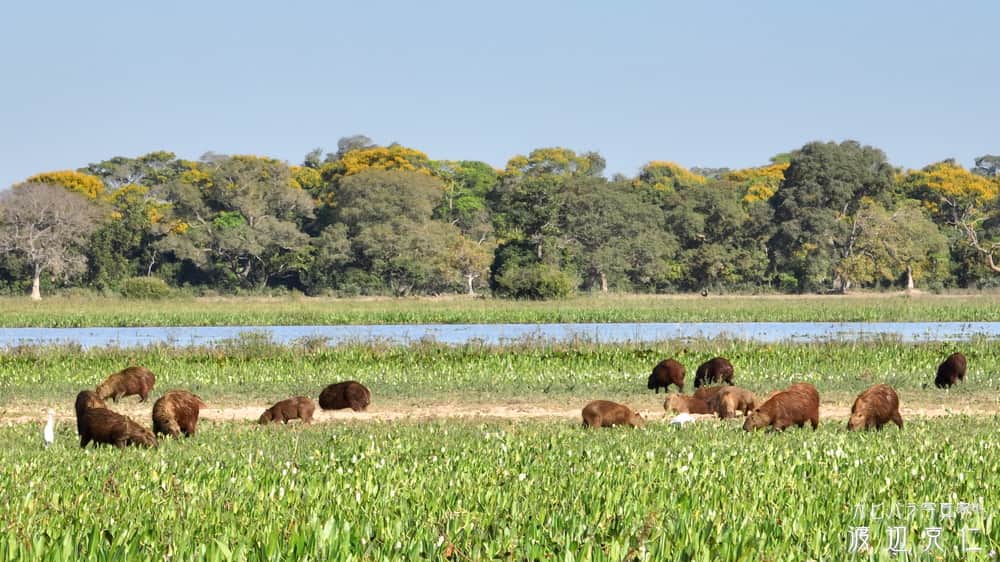 渡辺克仁さんのインスタグラム写真 - (渡辺克仁Instagram)「おはようございます。  #カピバラ #水豚 #capybara #おはよう #パンタナール #野生のカピバラを撮影にブラジルに」5月13日 7時00分 - katsuhito.watanabe