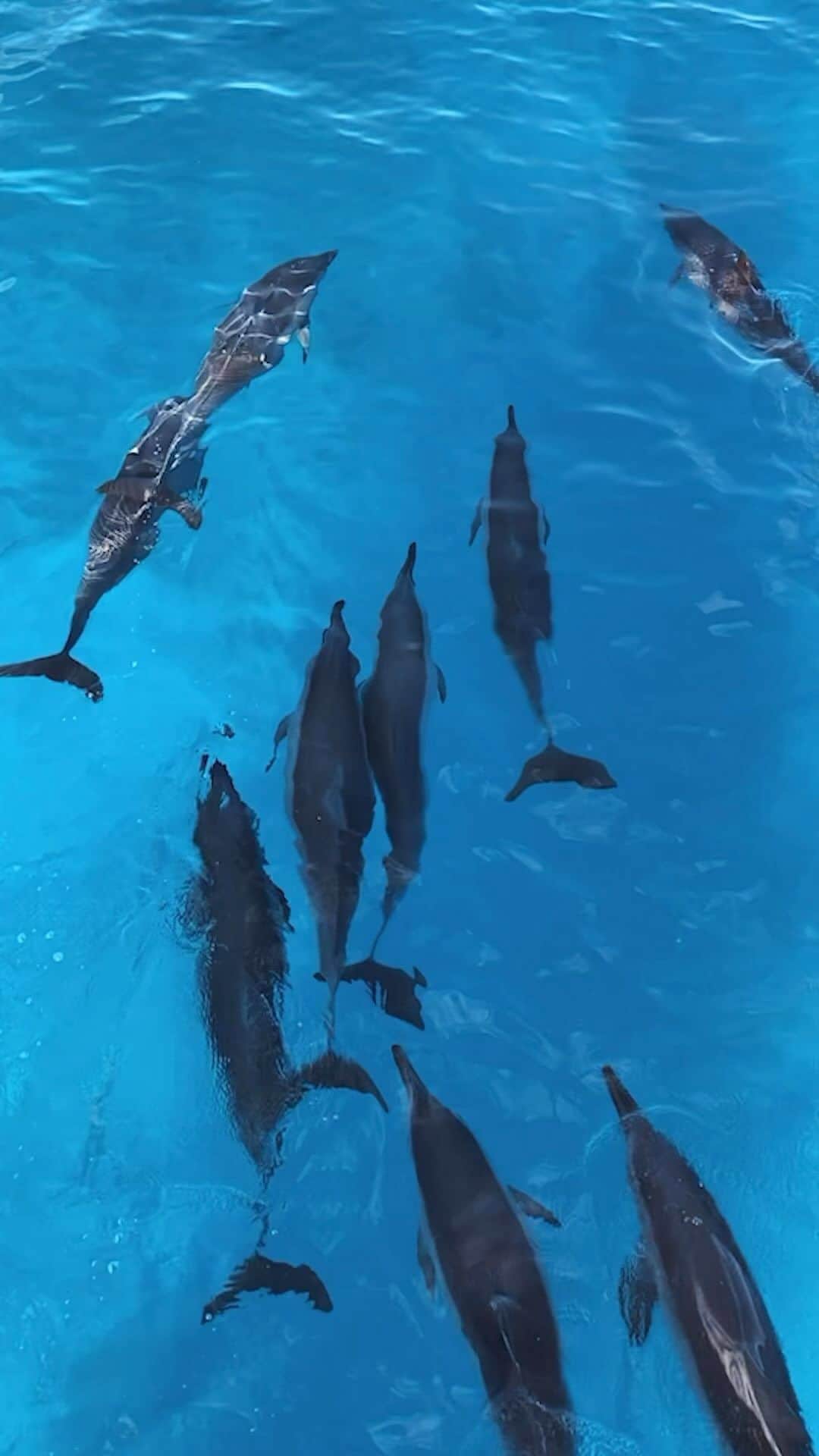 And Youのインスタグラム：「Rolling in the deep are these beautiful spinner dolphins! Don’t miss ‘em and come join us!   #hawaii #aloha #luckywelivealoha #oahu #oahutours #visithawaii #HawaiiActivities #islandsofaloha #greatlifehawaii #hawaiimilitary #hawaiivacation #livealoha #kamaaina #localdiscount #militarydiscount #DoMoreWithViator #oahuhawaii #dolphintour #andyoucreations #dolphinsandyou #honolulu #epic #dolphins #dolphin #cuteanimals」