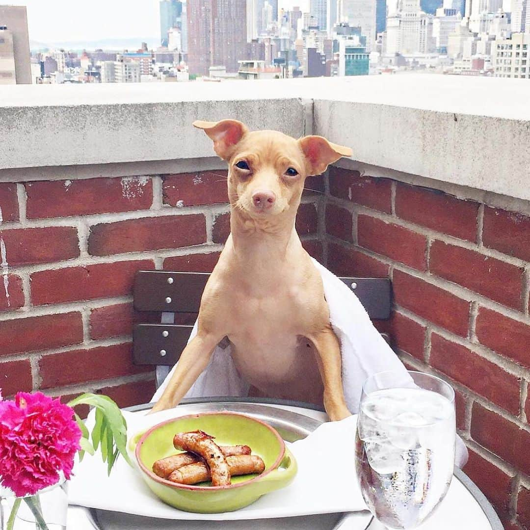 Tuna {breed:chiweenie} さんのインスタグラム写真 - (Tuna {breed:chiweenie} Instagram)「Did you know that pre-Covid, we travelled all over the US (and the UK) promoting pet-friendly hotels on @thetravelingtuna? Post Covid, it’s been a while since we last travelled and posted on that account because Ian began a full-time career, we now have two littles which makes staying in hotels interesting, and air travel laws with pets have changed a lot, especially internationally. All that to say, we’d love to get back to it but who knows when that will be. In the meantime, it’s #nationaltourism week and it ends tomorrow, so tomorrow I’ll be recommending our favourite #petfriendly, #tunapproved, hotels and cities in the U.S. in Tuna’s stories since the summer travel season is upon us! Featured in this post: @palisociety (LA), @1hotels (all of them but this one is Central Park NYC), @belmondelencanto (Santa Barbara), @ritzcarlton (#BachelorGulch CO), @ludlowhotelnyc, @laubergesedona (Sedona, AZ), @thompsonnashville (Nashville, TN), @thelondonweho (West Hollywood)」5月13日 7時17分 - tunameltsmyheart