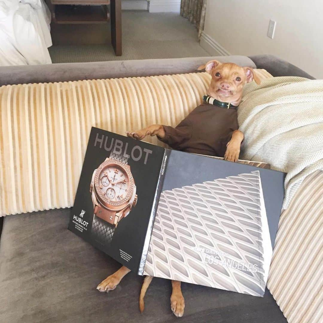 Tuna {breed:chiweenie} さんのインスタグラム写真 - (Tuna {breed:chiweenie} Instagram)「Did you know that pre-Covid, we travelled all over the US (and the UK) promoting pet-friendly hotels on @thetravelingtuna? Post Covid, it’s been a while since we last travelled and posted on that account because Ian began a full-time career, we now have two littles which makes staying in hotels interesting, and air travel laws with pets have changed a lot, especially internationally. All that to say, we’d love to get back to it but who knows when that will be. In the meantime, it’s #nationaltourism week and it ends tomorrow, so tomorrow I’ll be recommending our favourite #petfriendly, #tunapproved, hotels and cities in the U.S. in Tuna’s stories since the summer travel season is upon us! Featured in this post: @palisociety (LA), @1hotels (all of them but this one is Central Park NYC), @belmondelencanto (Santa Barbara), @ritzcarlton (#BachelorGulch CO), @ludlowhotelnyc, @laubergesedona (Sedona, AZ), @thompsonnashville (Nashville, TN), @thelondonweho (West Hollywood)」5月13日 7時17分 - tunameltsmyheart