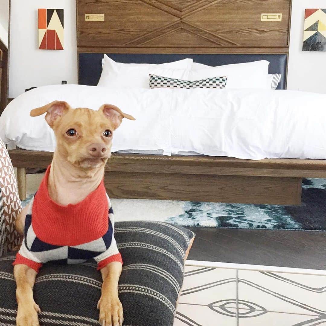 Tuna {breed:chiweenie} さんのインスタグラム写真 - (Tuna {breed:chiweenie} Instagram)「Did you know that pre-Covid, we travelled all over the US (and the UK) promoting pet-friendly hotels on @thetravelingtuna? Post Covid, it’s been a while since we last travelled and posted on that account because Ian began a full-time career, we now have two littles which makes staying in hotels interesting, and air travel laws with pets have changed a lot, especially internationally. All that to say, we’d love to get back to it but who knows when that will be. In the meantime, it’s #nationaltourism week and it ends tomorrow, so tomorrow I’ll be recommending our favourite #petfriendly, #tunapproved, hotels and cities in the U.S. in Tuna’s stories since the summer travel season is upon us! Featured in this post: @palisociety (LA), @1hotels (all of them but this one is Central Park NYC), @belmondelencanto (Santa Barbara), @ritzcarlton (#BachelorGulch CO), @ludlowhotelnyc, @laubergesedona (Sedona, AZ), @thompsonnashville (Nashville, TN), @thelondonweho (West Hollywood)」5月13日 7時17分 - tunameltsmyheart