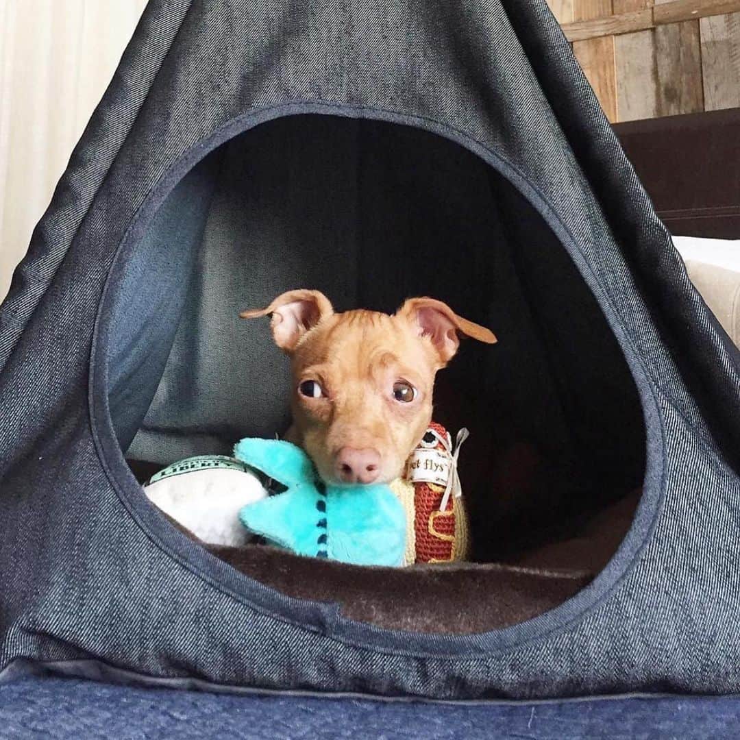 Tuna {breed:chiweenie} さんのインスタグラム写真 - (Tuna {breed:chiweenie} Instagram)「Did you know that pre-Covid, we travelled all over the US (and the UK) promoting pet-friendly hotels on @thetravelingtuna? Post Covid, it’s been a while since we last travelled and posted on that account because Ian began a full-time career, we now have two littles which makes staying in hotels interesting, and air travel laws with pets have changed a lot, especially internationally. All that to say, we’d love to get back to it but who knows when that will be. In the meantime, it’s #nationaltourism week and it ends tomorrow, so tomorrow I’ll be recommending our favourite #petfriendly, #tunapproved, hotels and cities in the U.S. in Tuna’s stories since the summer travel season is upon us! Featured in this post: @palisociety (LA), @1hotels (all of them but this one is Central Park NYC), @belmondelencanto (Santa Barbara), @ritzcarlton (#BachelorGulch CO), @ludlowhotelnyc, @laubergesedona (Sedona, AZ), @thompsonnashville (Nashville, TN), @thelondonweho (West Hollywood)」5月13日 7時17分 - tunameltsmyheart