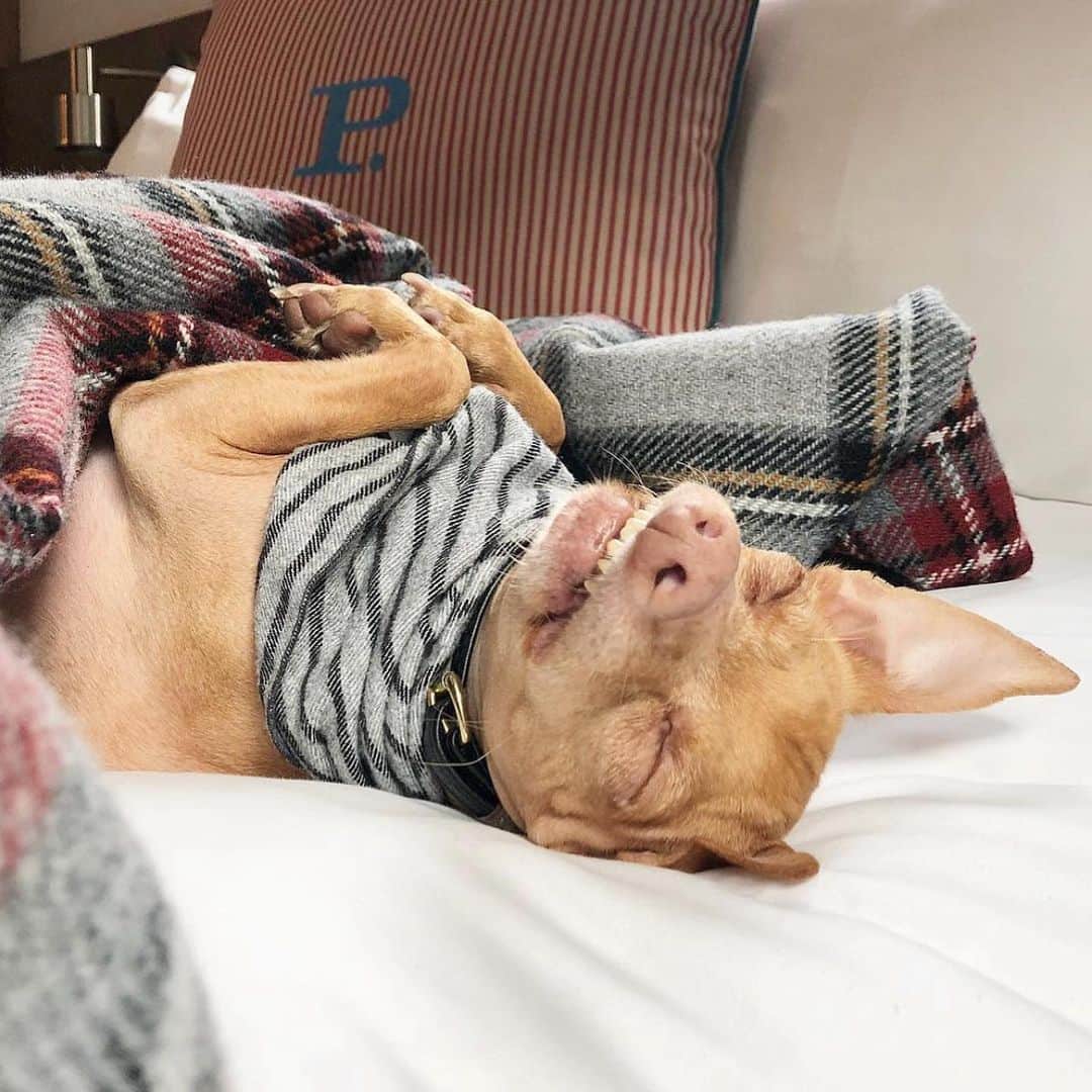 Tuna {breed:chiweenie} のインスタグラム：「Did you know that pre-Covid, we travelled all over the US (and the UK) promoting pet-friendly hotels on @thetravelingtuna? Post Covid, it’s been a while since we last travelled and posted on that account because Ian began a full-time career, we now have two littles which makes staying in hotels interesting, and air travel laws with pets have changed a lot, especially internationally. All that to say, we’d love to get back to it but who knows when that will be. In the meantime, it’s #nationaltourism week and it ends tomorrow, so tomorrow I’ll be recommending our favourite #petfriendly, #tunapproved, hotels and cities in the U.S. in Tuna’s stories since the summer travel season is upon us! Featured in this post: @palisociety (LA), @1hotels (all of them but this one is Central Park NYC), @belmondelencanto (Santa Barbara), @ritzcarlton (#BachelorGulch CO), @ludlowhotelnyc, @laubergesedona (Sedona, AZ), @thompsonnashville (Nashville, TN), @thelondonweho (West Hollywood)」