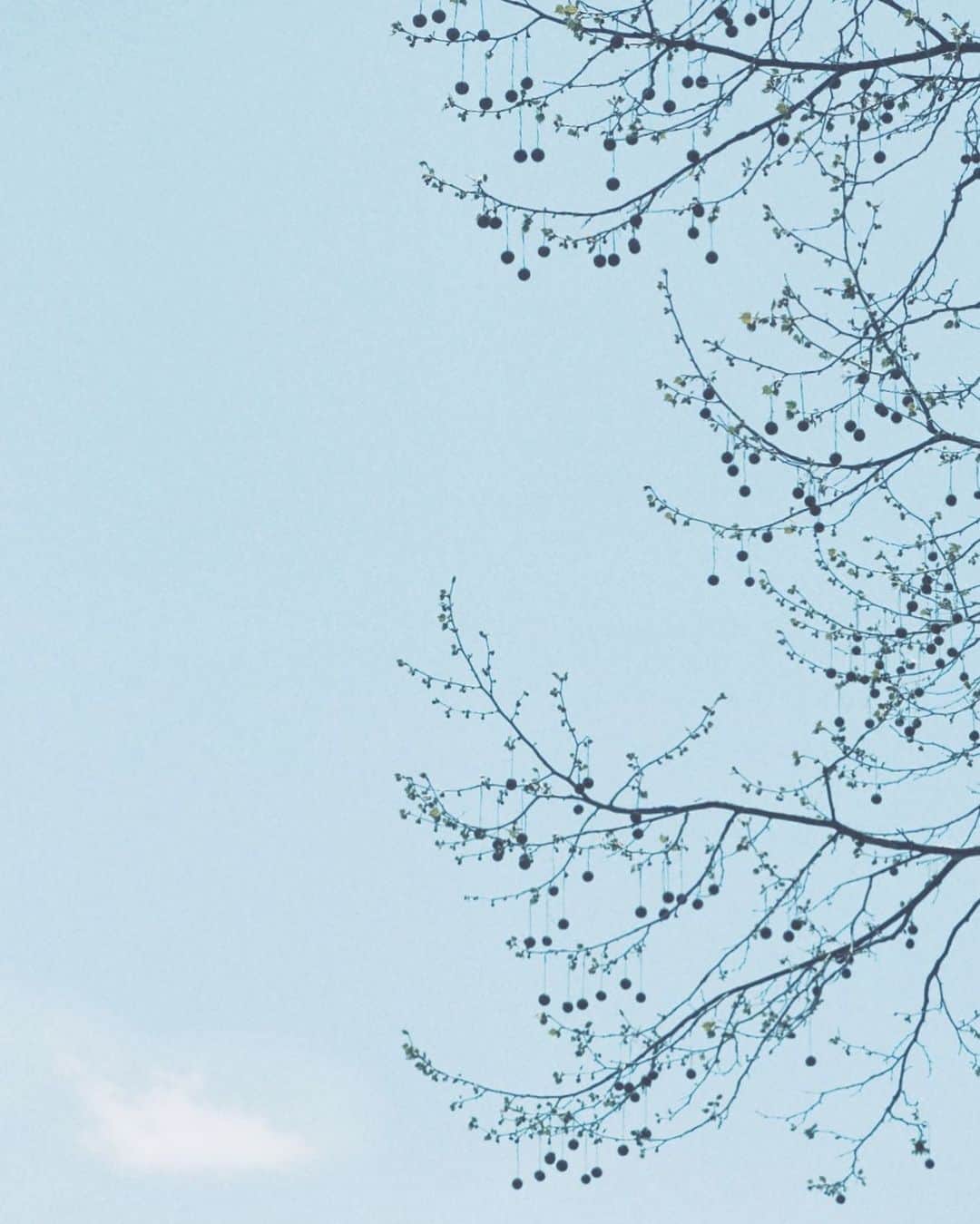 naorinmoonさんのインスタグラム写真 - (naorinmoonInstagram)「葉っぱが出てくる頃のプラタナスの木が好きだ」5月13日 9時00分 - naorinmoon