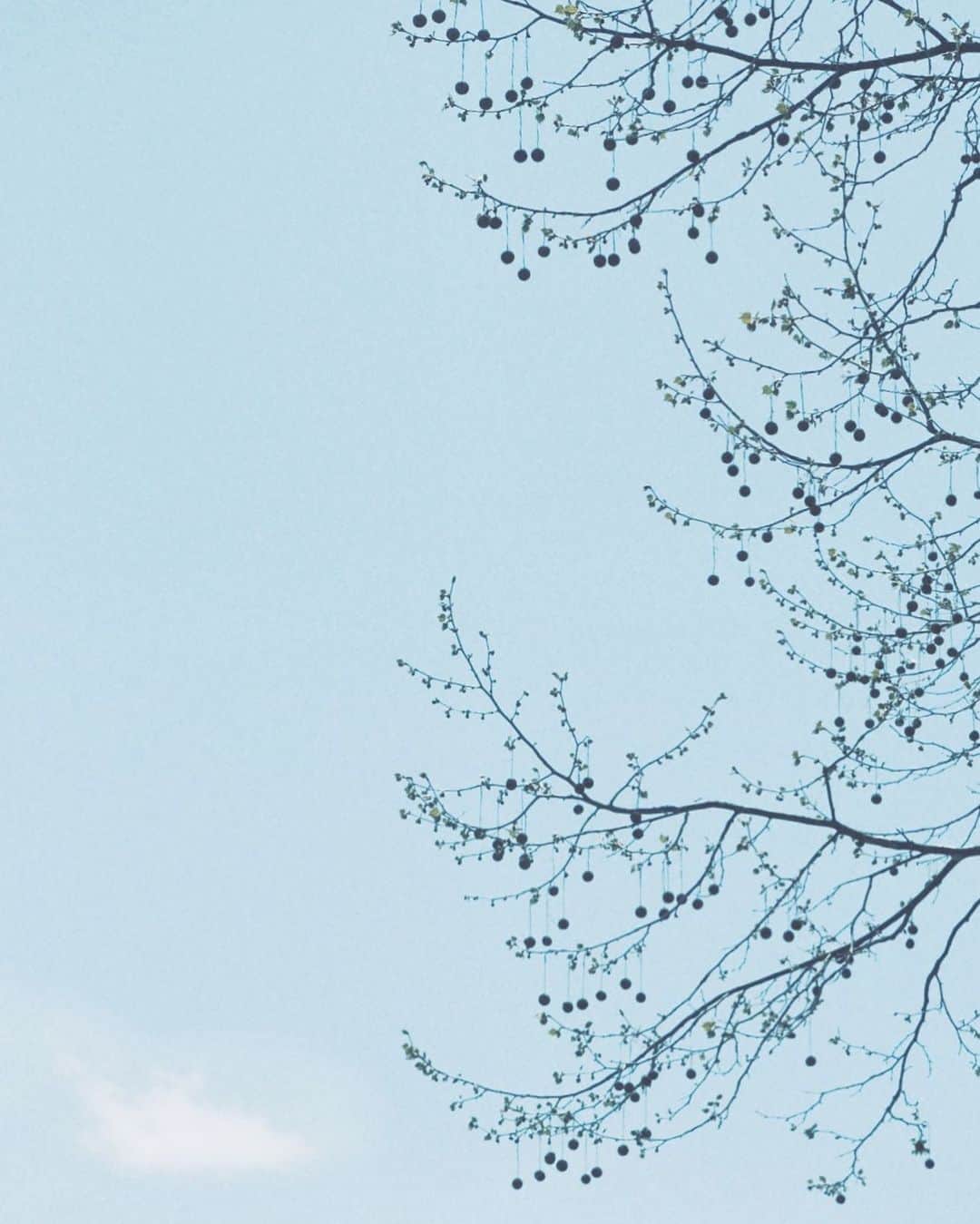 naorinmoonのインスタグラム：「葉っぱが出てくる頃のプラタナスの木が好きだ」