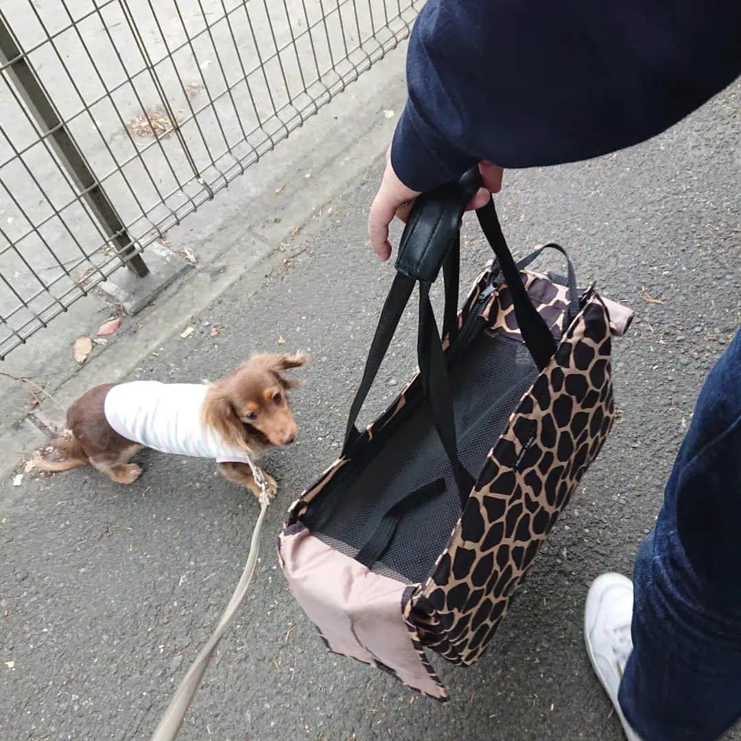 くるみんのインスタグラム：「* ひまりちゃん、バッグイン散歩デビューの日  おうちではお転婆さんなのに、バッグ散歩だとめちゃおとなしい😆  昨日のこむぎさんの命日には、お友達からと妹からお花を頂いて、お花でいっぱいになったよ🎵 * #カニンヘンダックスの日常 #カニンヘンダックスフンド #カニンヘンダックスフント #カニンヘンダックスフンドチョコタン #カニンヘン #カニンヘンダックス #カニンヘン多頭飼い #カニンヘンの会 #ダックス多頭飼い #ダックスフントカニンヘン #ダックスフント #ダックスフンド #ダックス #ダックスの日常 #ダックスパピー #ダックスフンドカニンヘン #バッグ散歩 #いぬばか部 #いぬすたぐらむ #短足部 #dachshund #dachs #dogstagram #dog #instagramdogs #inustagram #内弁慶 #チョコタンダックス #チョコタンダックスフント #チョコタンダックスフンド」