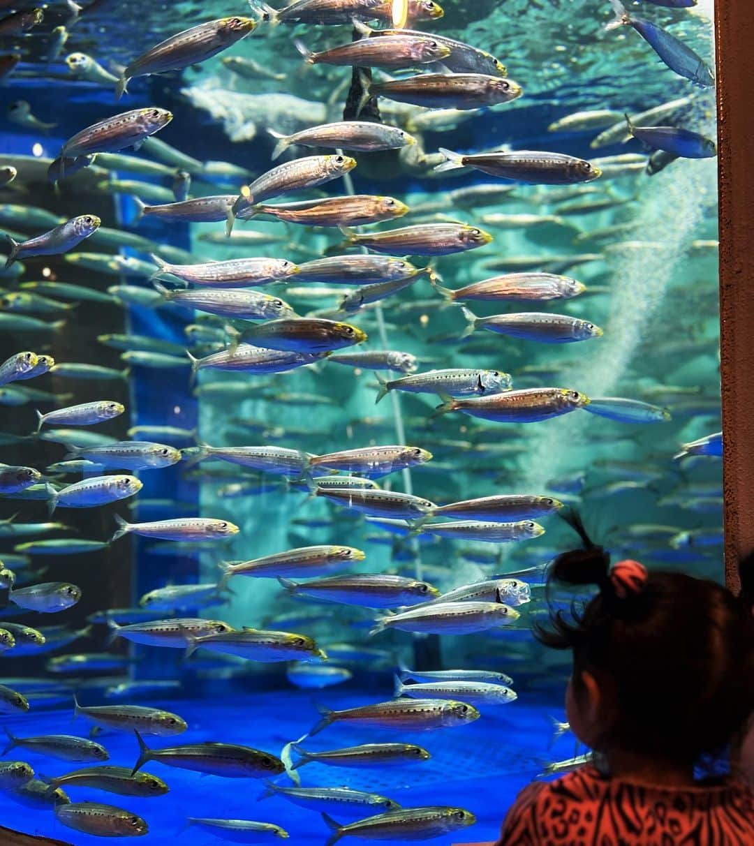 平野ノラのインスタグラム：「🐠🐟🐡🐙🐬🦀🦑🦈🦭🐋🐳💕💕💕  #はじめての水族館 #バブ子2歳2ヶ月」