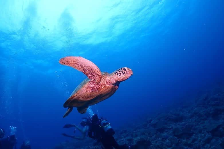 でいじーさんのインスタグラム写真 - (でいじーInstagram)「ウミガメちゃんとのショット📸🐢𓂃🫧‪  #沖縄#okinawa#ダイビング#ダイバー#ダイビング女子 #ダイビング好きな人と繋がりたい #海#ウミガメ#アカウミガメ#珍しい#海亀#海中写真 #diving #海中#sea #seaturtle #旅行#沖縄旅行#チービシ諸島#ナガンヌ島#チービシダイビング#歌舞伎町 #キャバクラ #キャバ嬢  #水商売 #夜職 #ホスト #ウミガメ#海亀  #インスタ映え」5月13日 10時11分 - anyadevix