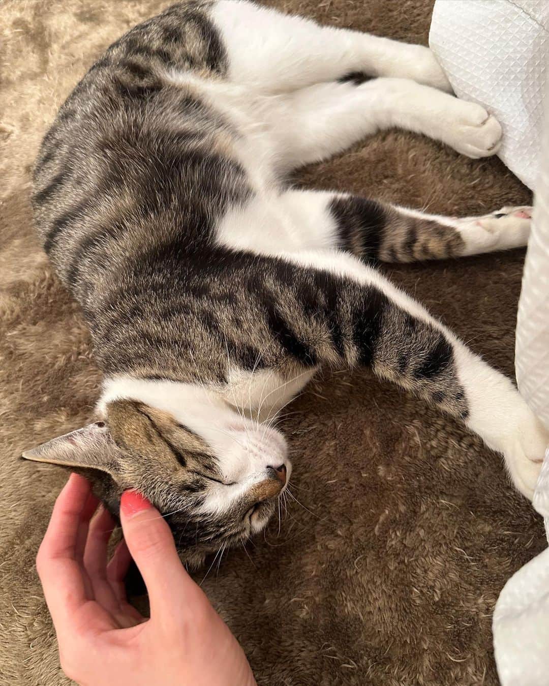 竹内佐織さんのインスタグラム写真 - (竹内佐織Instagram)「フクちゃん🐈 かわいすぎて日々悶絶 東京戻っても、鯖見る度に鯖柄フクちゃんを思い出す . .  #保護猫 #保護猫と暮らす  #猫のいる暮らし  #にゃんこ部 #サバトラ」5月13日 10時14分 - takeuchi_saori_official