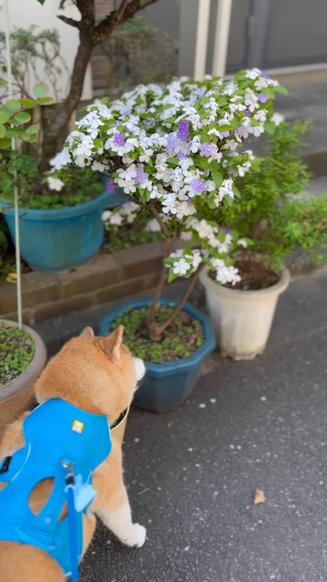 まる（まるたろう）のインスタグラム：「Good morning!✨🐶✨この紫と白のお花はバン祭りだよね〜 #去年覚えた #ヤマザキ春のバン祭り #まるお花博士になりたいの」
