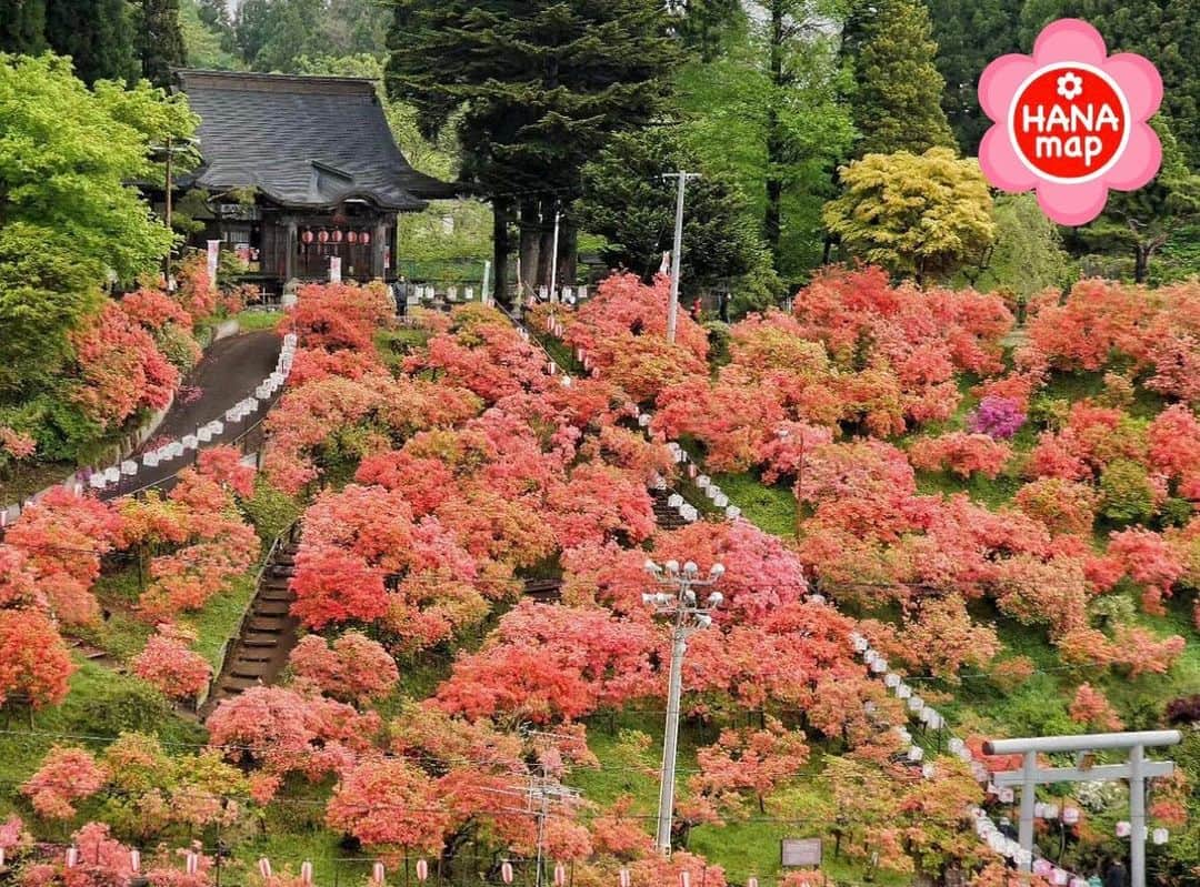 はなまっぷ❁日本の花風景さんのインスタグラム写真 - (はなまっぷ❁日本の花風景Instagram)「🌸はなまっぷ🌸 *  @official_sakuradandism さんの 花のある風景に花まるを💮 * 真っ赤なツツジが咲き乱れる見事な神社の風景をありがとうございます😊🌸 * #青森　#天王神社 Tenno shrine, Aomori Pref. * 🌼ツツジの花言葉📝🌼 節度、慎み * ※見頃が過ぎている花、終わっている花もご紹介させていただいています。 * 🌸•••🌸•••🌸•••🌸•••🌸•••🌸 * いつも素敵なお花をありがとうございます😊 #はなまっぷ #日本の美しい花風景#花のある風景#花#花言葉#花畑#春#ツツジ#躑躅#つつじ#神社#七戸#七戸町 * 🌸••••••お知らせ••••••🌸 * 花風景検索サイト　はなまっぷ https://hanamap.com 🔍「はなまっぷ」または @hanamap プロフィール欄から ぜひご覧ください * 📖🌸📖🌸📖🌸📖🌸📖 四季の花々を訪ねていきたい にっぽんの花地図 好評発売中📘 📖🌸📖🌸📖🌸📖🌸📖」5月13日 10時49分 - hanamap