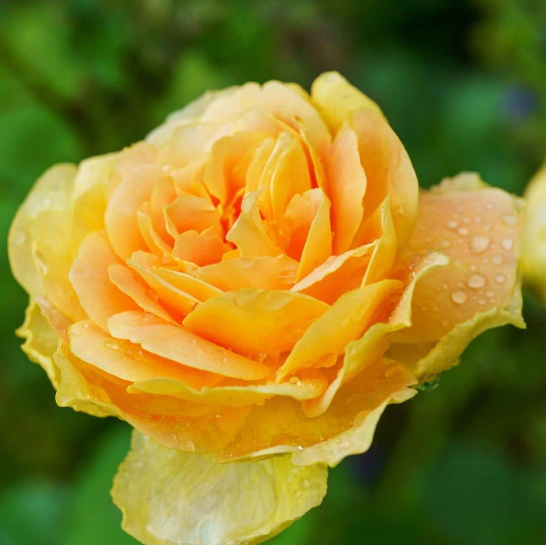プンクマさんのインスタグラム写真 - (プンクマInstagram)「ドリプレローズガーデンの薔薇もハイシーズンを迎えてきた模様。 明日の天気も雨予報だけど、雨の日ならではの艶やかな薔薇と雫を求めて行かなきゃ。^_^ #ドリプレローズガーデン #薔薇の森 #写真 #英国風庭園」5月13日 11時31分 - pnkm913