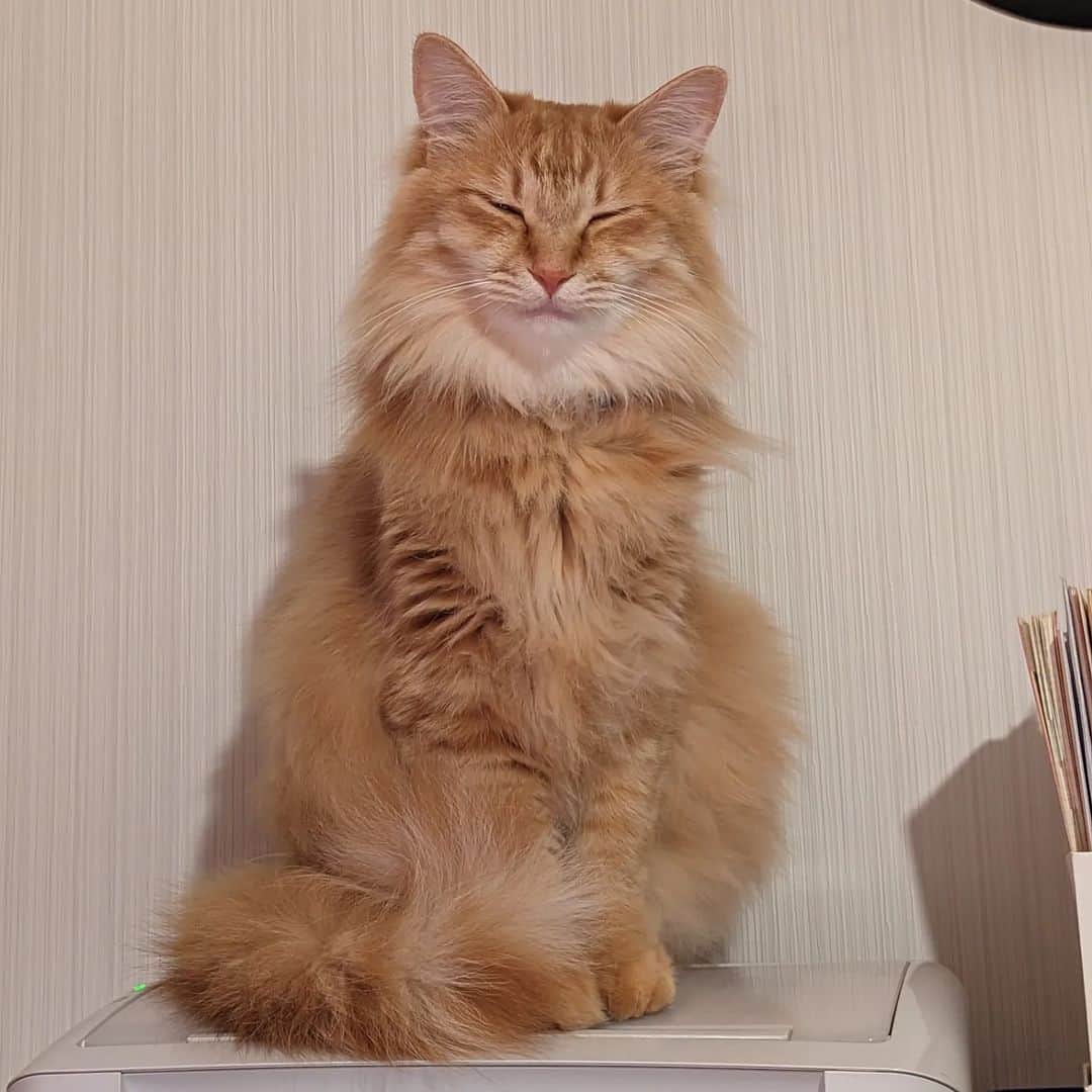 岡田屋鉄蔵のインスタグラム：「猫って座ったまま寝るよね」