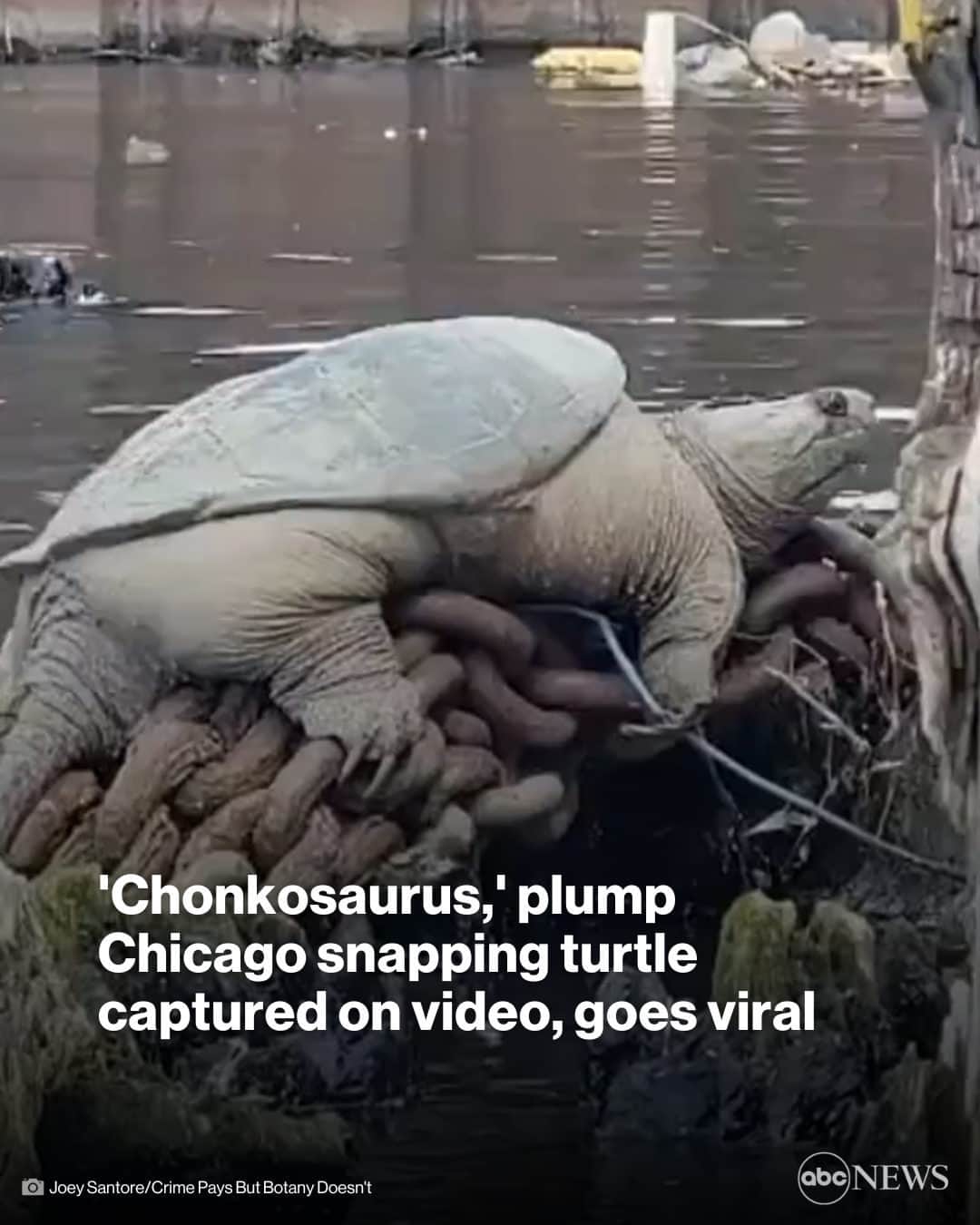 ABC Newsさんのインスタグラム写真 - (ABC NewsInstagram)「Footage of a plump snapping turtle relaxing along a Chicago waterway has gone viral after the man who filmed the well-fed reptile marveled at its size and nicknamed it “Chonkosaurus.” More in link in bio.   #animals #news #chicago #turtle」5月13日 23時00分 - abcnews