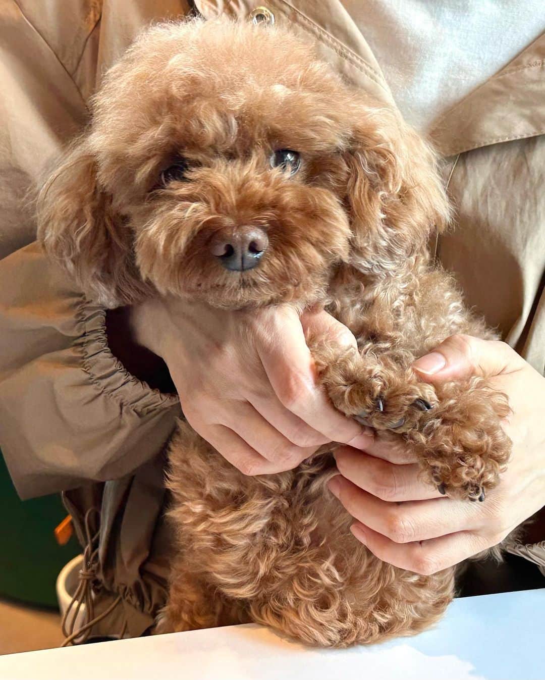 のインスタグラム：「🐶」