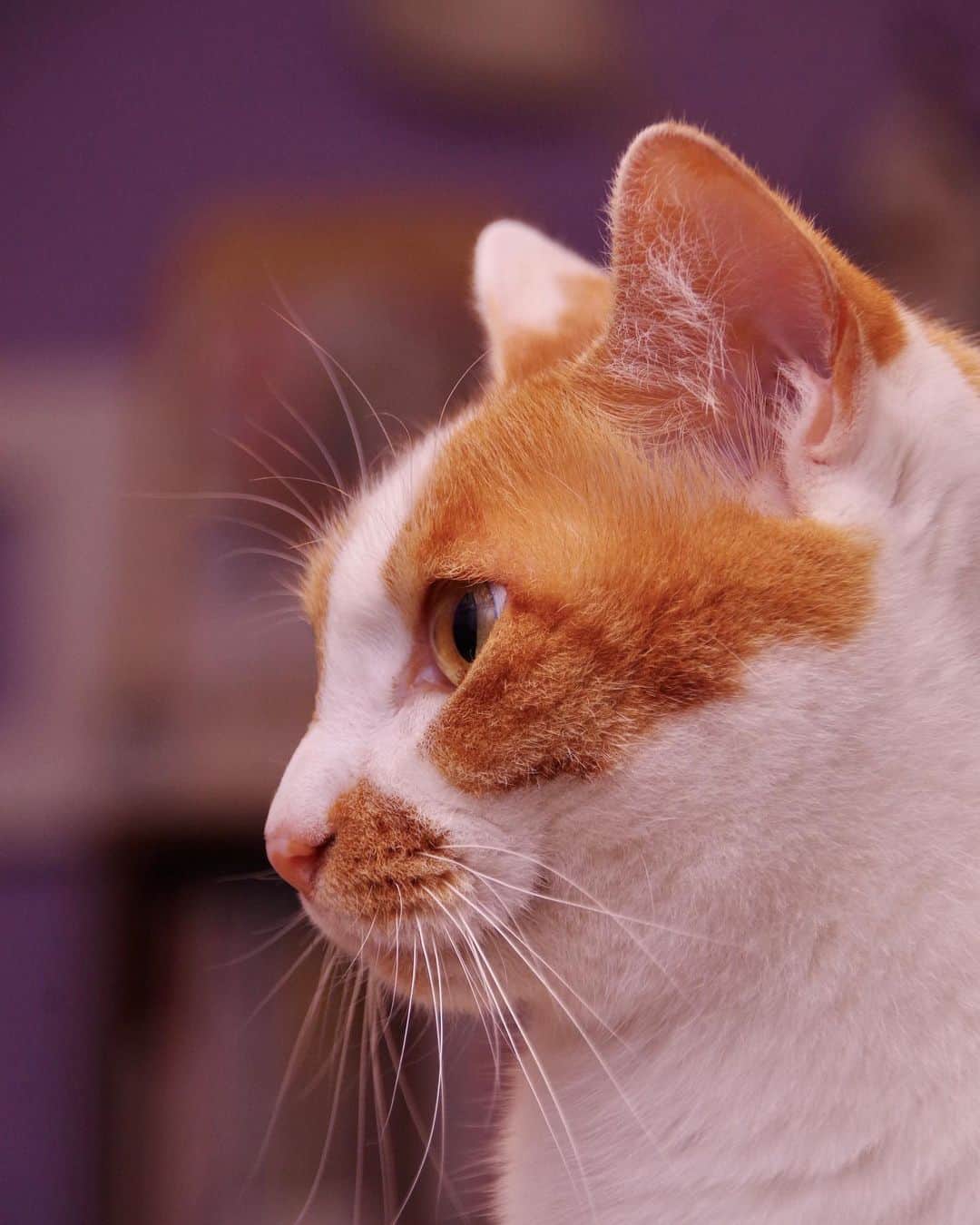 Kachimo Yoshimatsuのインスタグラム：「おいなりちゃん 一眼レフで撮ってみた。 拡大してみてね〜！  #うちの猫ら #oinari #猫 #ねこ #ニャンスタグラム #にゃんすたぐらむ #ねこのきもち #cat #ネコ #catstagram #ネコ部 http://kachimo.exblog.jp」