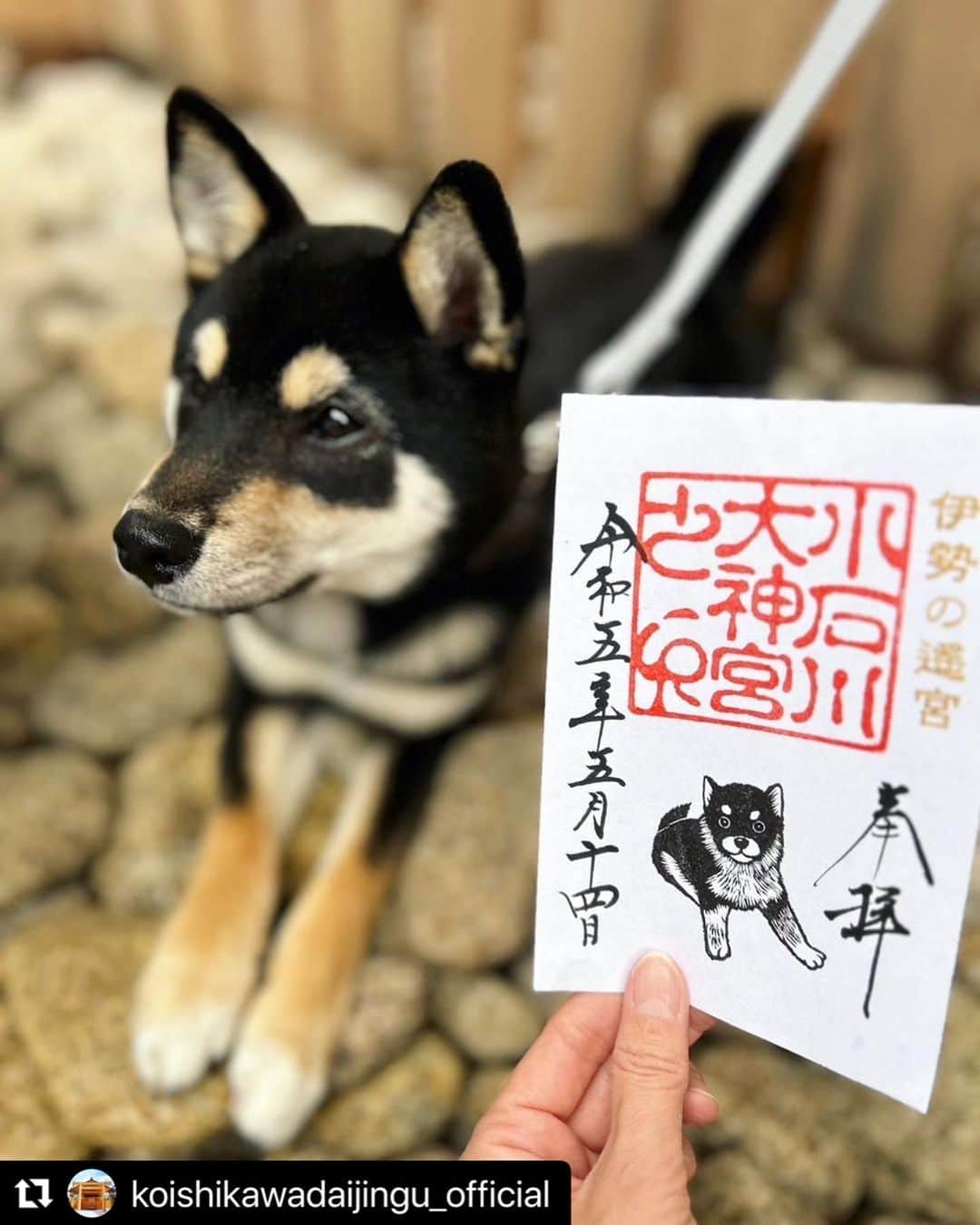 津久井智子さんのインスタグラム写真 - (津久井智子Instagram)「#Repost @koishikawadaijingu_official with @use.repost ・・・ 🌿 小石川大神宮です  5月14日(日)から小石川大神宮 看板犬こいしの御朱印を頒布いたします🐶✨ 当社の月替わり御朱印を作成していただいている 消しゴムハンコ作家の津久井智子さんに同じく 作成していただきました。  こいし御朱印も月替わりのデザインで、 御朱印帳に直書きにて頒布予定です🖌 初穂料：500円  あいにくのお天気が続きますが、 足元お気をつけてお越しくださいませ。  こいしの出勤日は、 こいしのInstagramのストーリーで お知らせしております🐕@koishi_mofumofu  #小石川大神宮御朱印 #小石川大神宮看板犬 #御朱印 #月替り #五月限定 #御朱印ガール #御朱印好きな人と繋がりたい #今日のわんこ #黒豆柴 #豆柴6ヶ月 #豆柴 #限定御朱印」5月13日 15時57分 - tomokotsukui