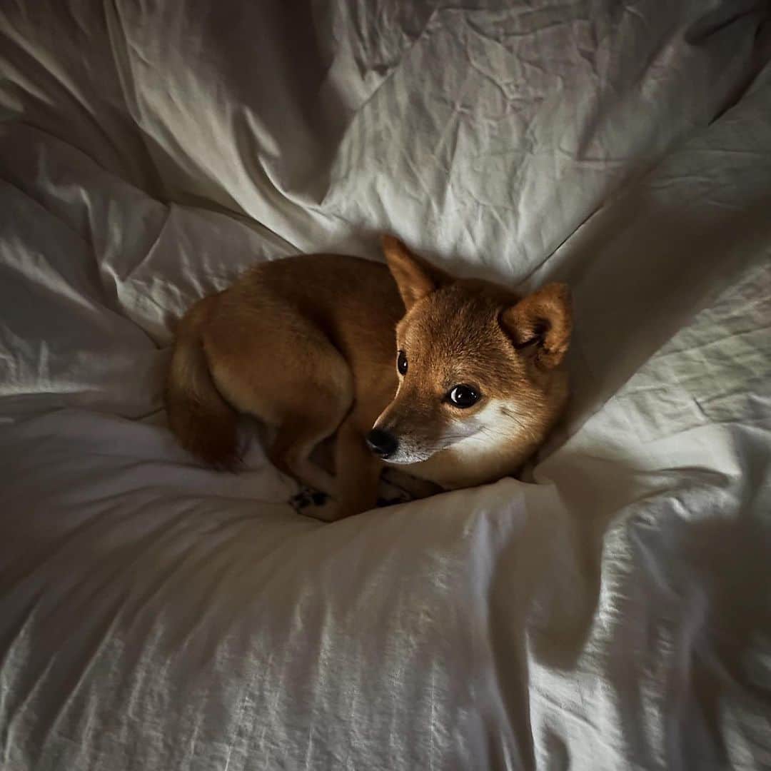田井中将希さんのインスタグラム写真 - (田井中将希Instagram)「あなたは寝起きも美人ね。」5月13日 16時21分 - masaki_tainaka