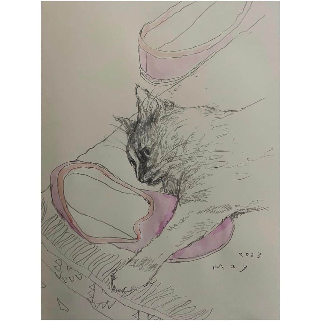 ほぼ日刊イトイ新聞さんのインスタグラム写真 - (ほぼ日刊イトイ新聞Instagram)「松本大洋さんから、ひと言。 「こんにちは猫です。 最近はこの赤い履き物を 抱っこして眠るのが好きなんだ、 とても落ち着くからね。 だけどすぐに奪われちゃうんだよニャ。」  https://taiyomatsumoto.1101.com/ #松本大洋 さん #勝手に松本大洋ファン倶楽部  #猫 #黒猫 #ほぼ日 #ほぼ日刊イトイ新聞 #ほぼ日のよみもの」5月13日 17時00分 - hobonichi1101