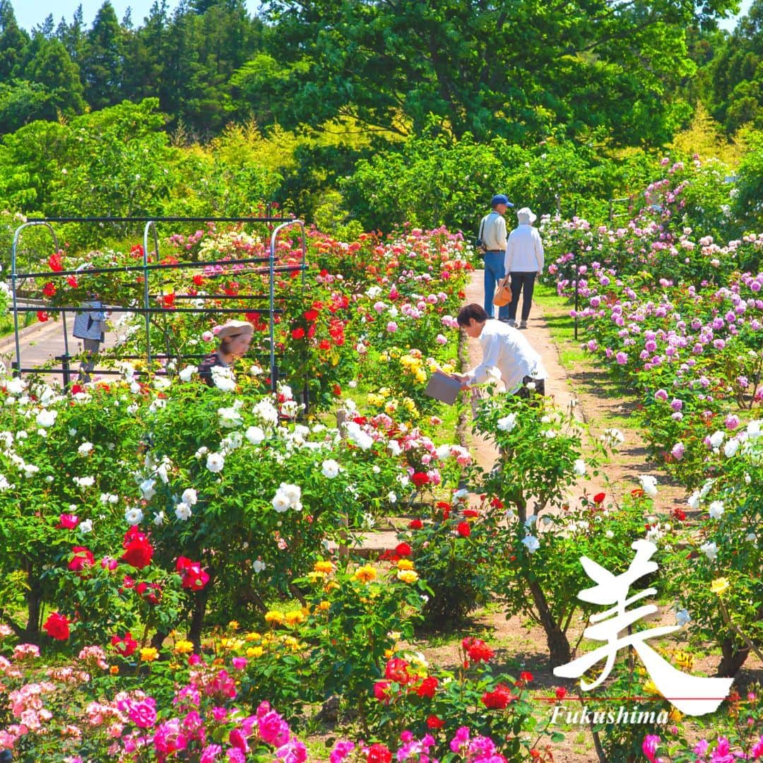 福島県さんのインスタグラム写真 - (福島県Instagram)「【いわき市フラワーセンターのバラ（いわき市）】  「いわき市フラワーセンター」は26万平方メートルもの広大な敷地内にさまざまな花が咲き競います。遊具ゾーンや熱帯植物の温室ゾーン、イングリッシュガーデンなどもあり、子どもから大人まで楽しめます。  迫力ある風力発電の風車のそばにはバラ園があり、さまざまな品種のバラが色鮮やかに咲き誇ります。  ※写真は過去に撮影したものです。開花時期ついてはご確認の上、お出かけください。  #いわき市フラワーセンター #バラ #薔薇 #いわき市 #いわき地方 #福島県 #iwakicity #fukushima #RealizeFukushima #NotADreamFukushima #ひとつひとつ実現するふくしま」5月13日 17時00分 - realize_fukushima