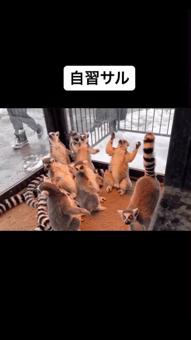 銘苅のインスタグラム