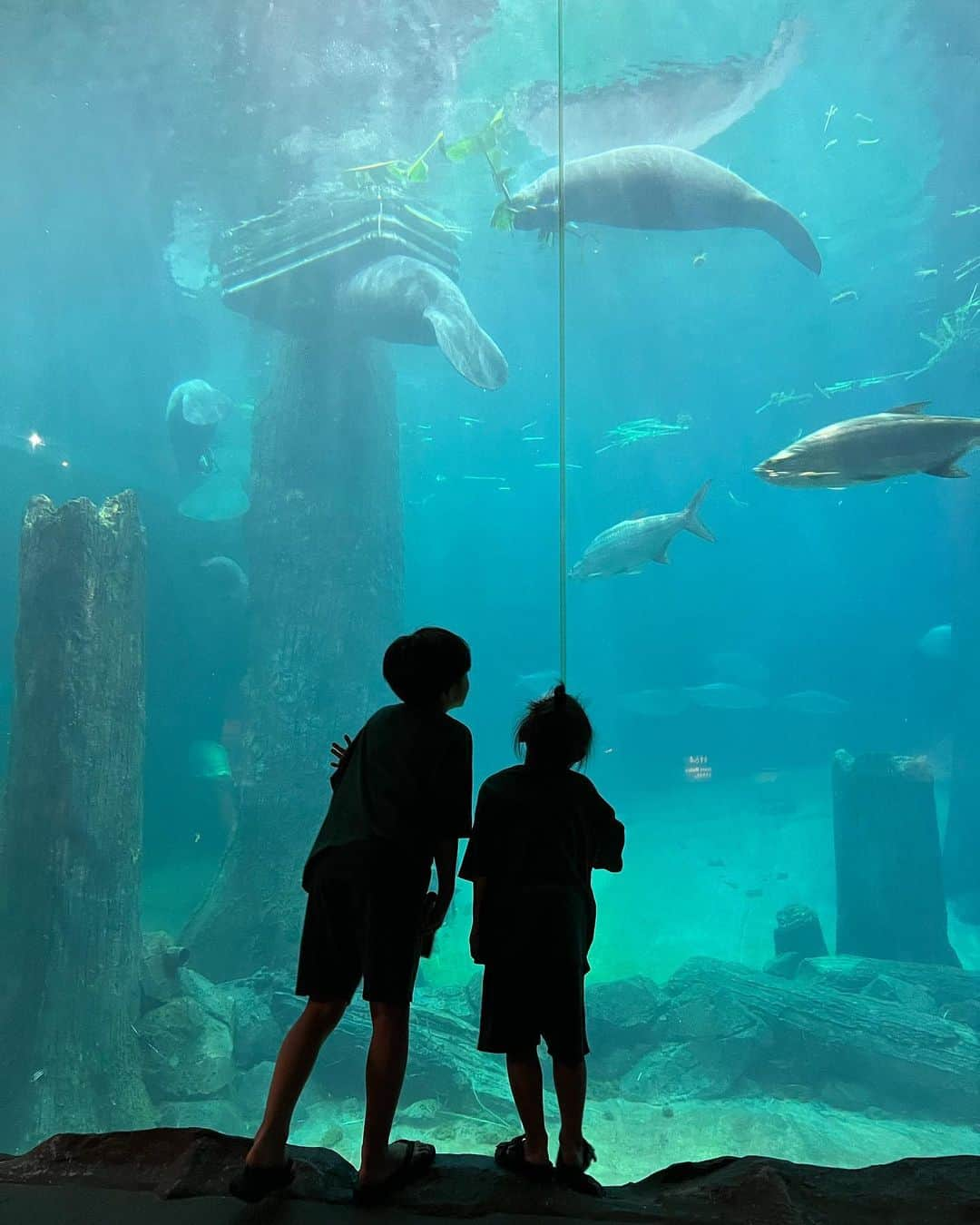 春名亜美さんのインスタグラム写真 - (春名亜美Instagram)「@mandaiwildlifereserve には「シンガポール動物園」「ナイトサファリ」「リバーワンダー」があるんですが、  今回は、水族館と動物園が同時に楽しめる、『リバーワンダー(旧リバーサファリ)』を選びました🦭🐊🐆  アジアで初めて「川」をテーマとしたサファリパークで、 マナティー、ピラルク、ピラニア、アロワナ、リスザル、ワニなどなど…息子達大喜びの生き物達が大集結🐍🦎🐒🌴  アマゾン川をボートに乗って探検できるアトラクション「アマゾン・リバー・クエスト」はすごく楽しかった🚤  ジャガー、カピバラ、オオアリクイ、ブラジルバク、フラミンゴ…などが見れて、リアルにアマゾン川に行った気分になれるアトラクションでした🐆🦩🦜  そして、最後は大人気のパンダエリア🐼 もうただ一言。 #かわいい🥺  ナイトサファリも動物園も連れて行ってあげたかったけど、今回は時間が足りなかった💦  #AmazonRiverQuest  #アマゾンリバークエスト #riverwonder #riversafarisingapore #mandaiwildlifereserve #シンガポール動物園 #リバーワンダー #シンガポール #ll_旅記録 #シンガポール旅行 #子連れシンガポール #子連れ旅行」5月13日 17時44分 - amiharunaami